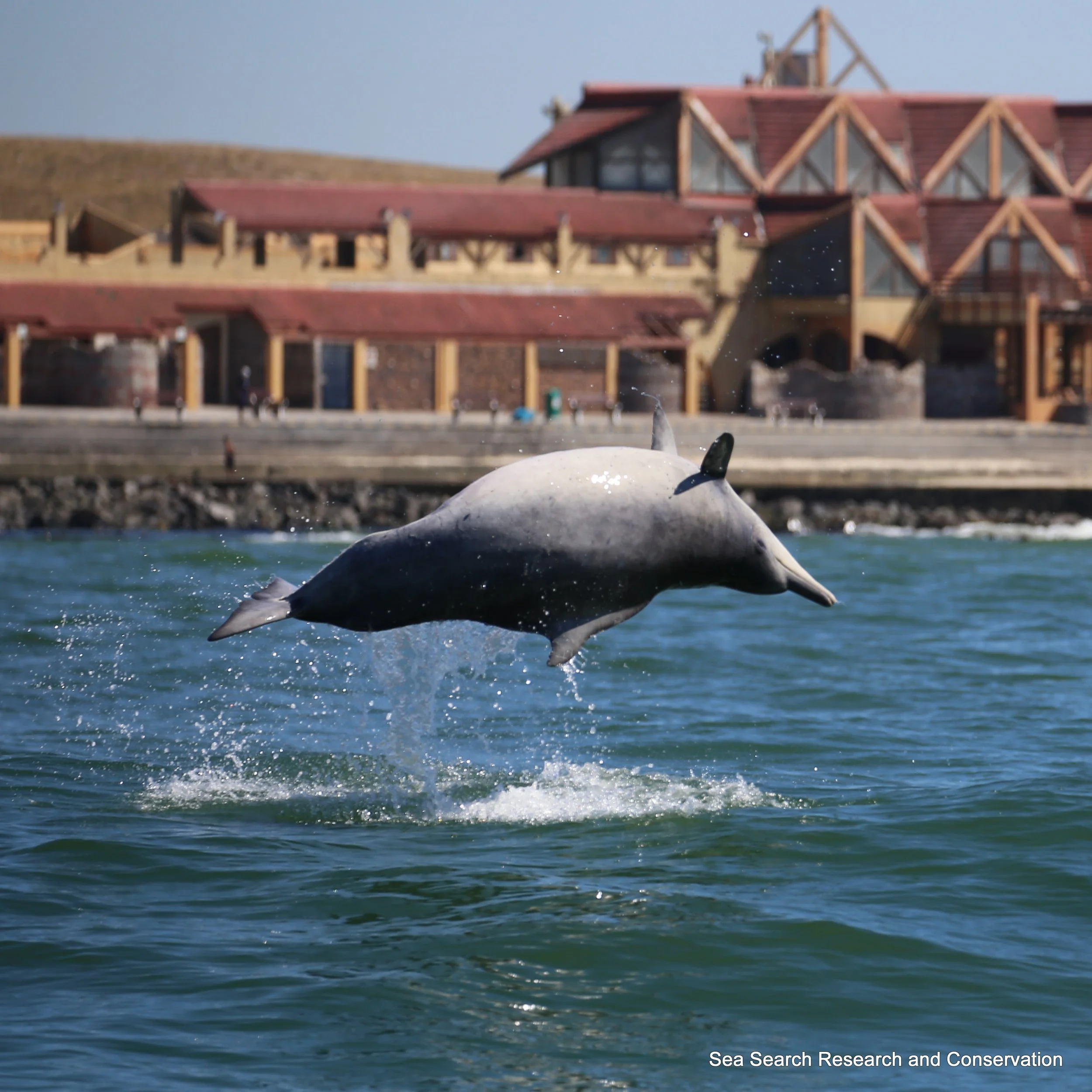 Indian Ocean Humpback Dolphins