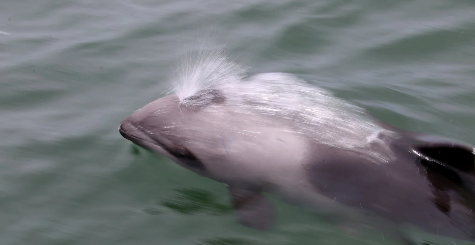Heaviside's dolphin surfacing