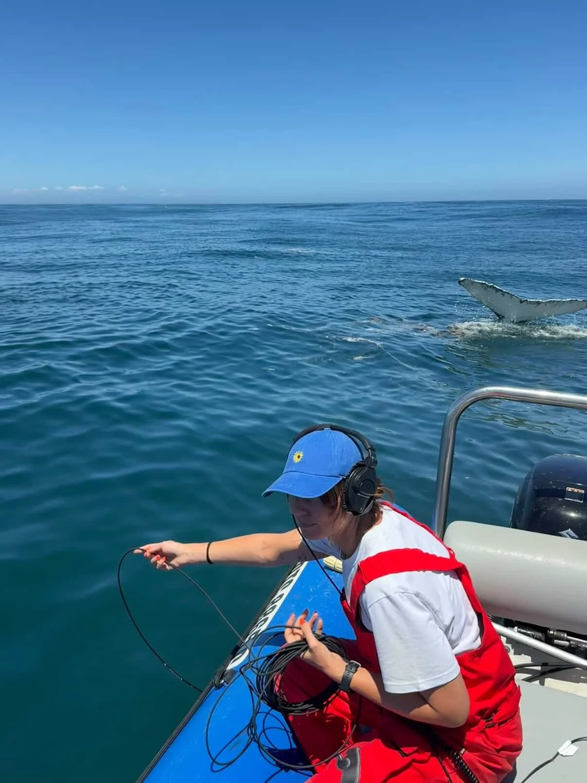 SSRC director Dr Sasha Dines deploying a cabled hydrophone near a supergroup of humpback whales to record their feeding vocalisations