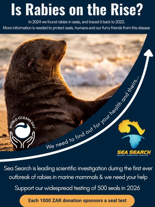 Awareness poster for seal rabies and associated fund raising efforts