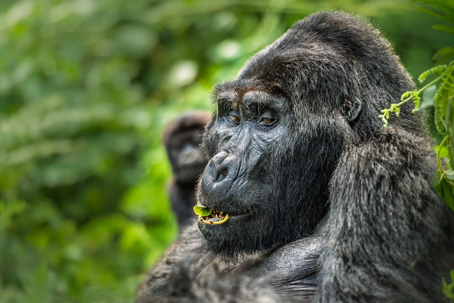 Guardian of Mubare, Bwindi Impenetrable National Park, Uganda