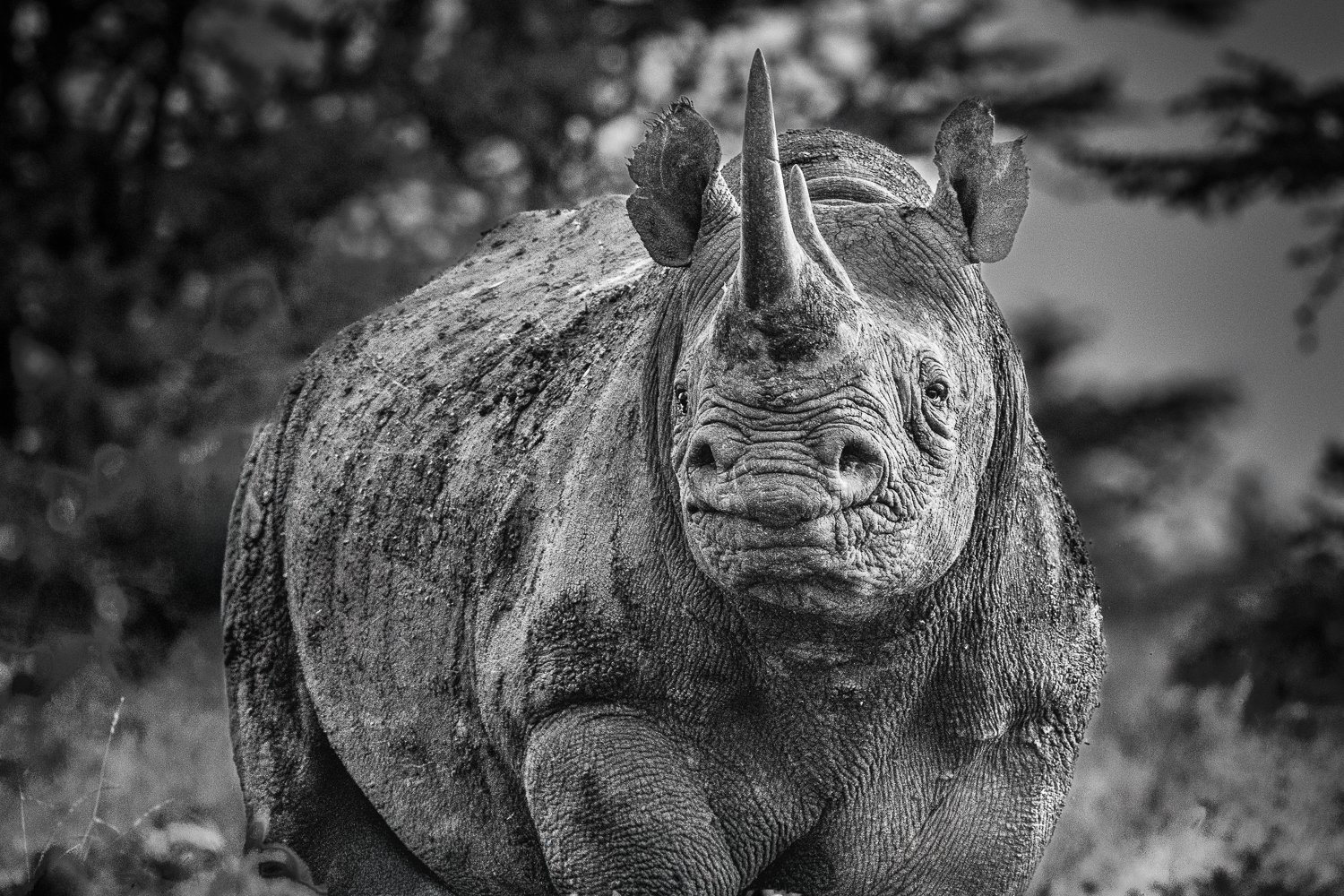 Black Rhino