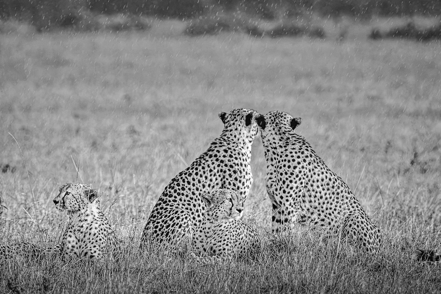 Tano Bora in the Rain - Maasai Mara, Kenya