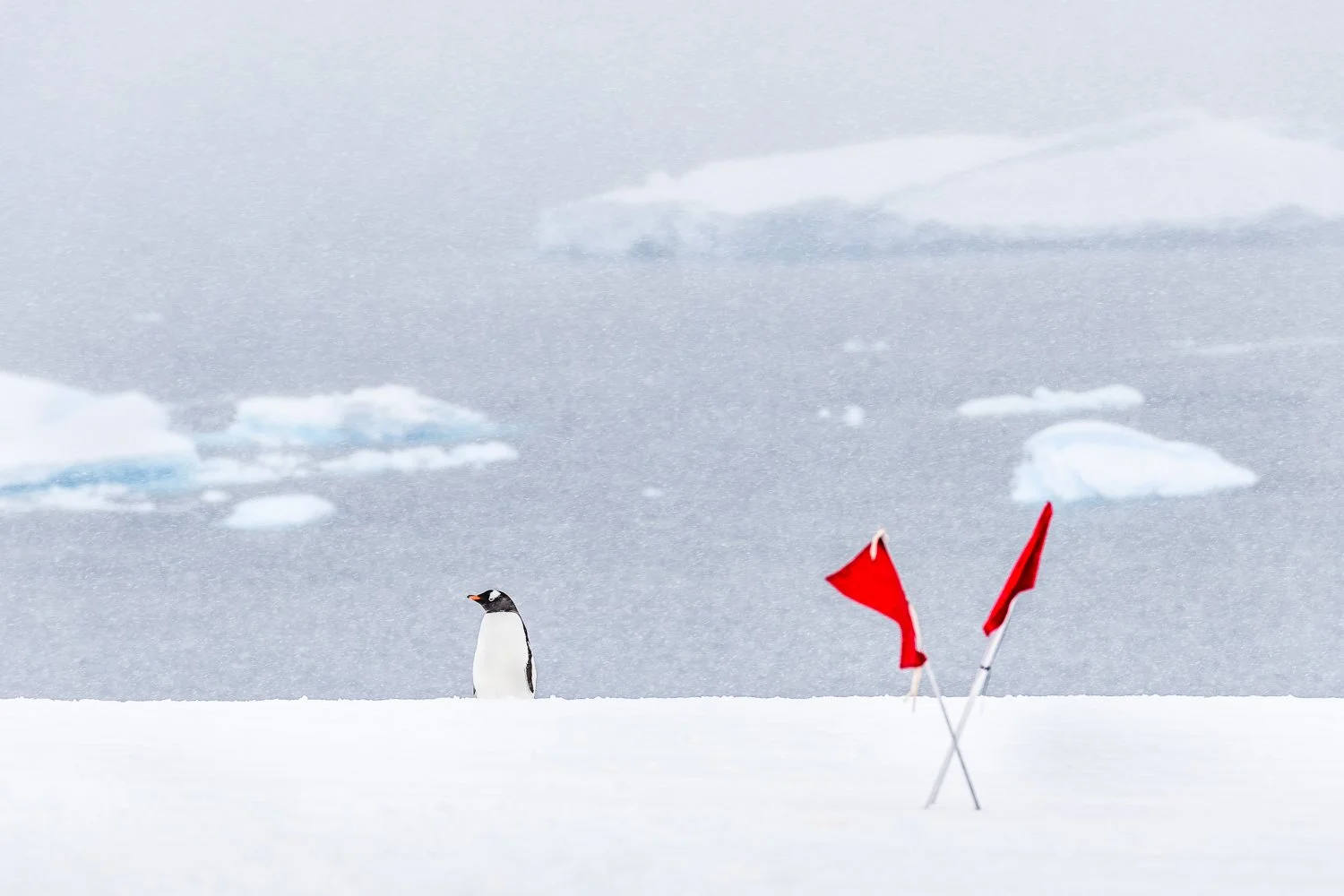 Penguin Border Crossing - Antarctica 