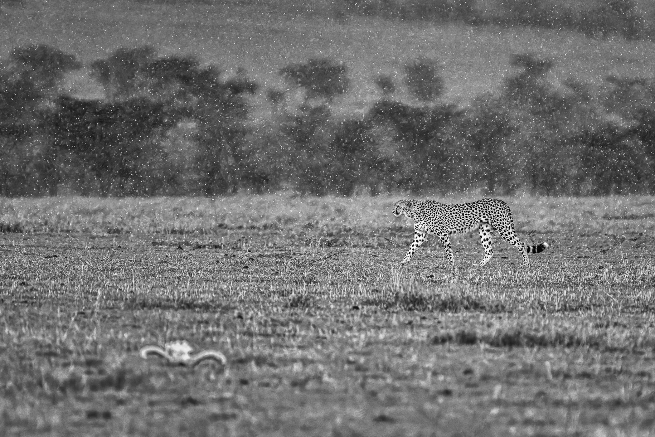 Wildlife