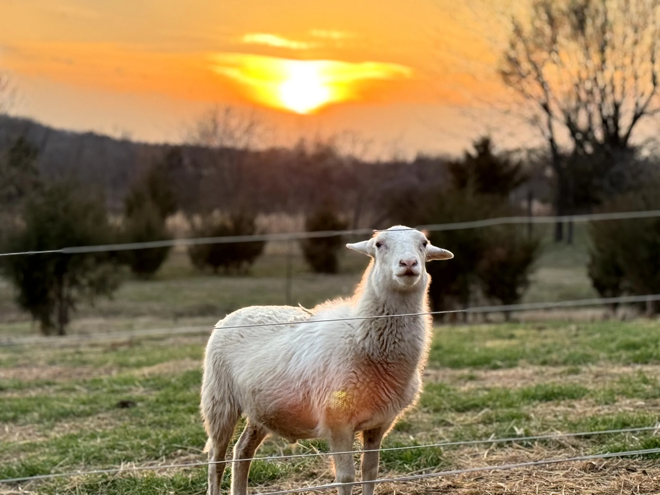 A white goat standing in a field during sunset with leafless trees in the background.
