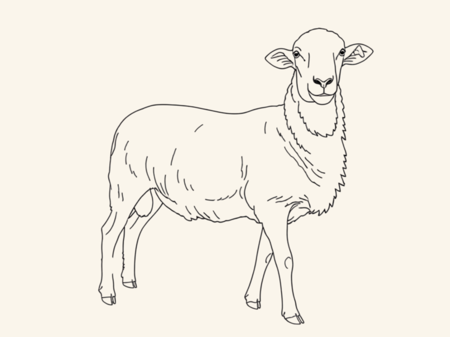 Whole Lamb Share - Wool Breed