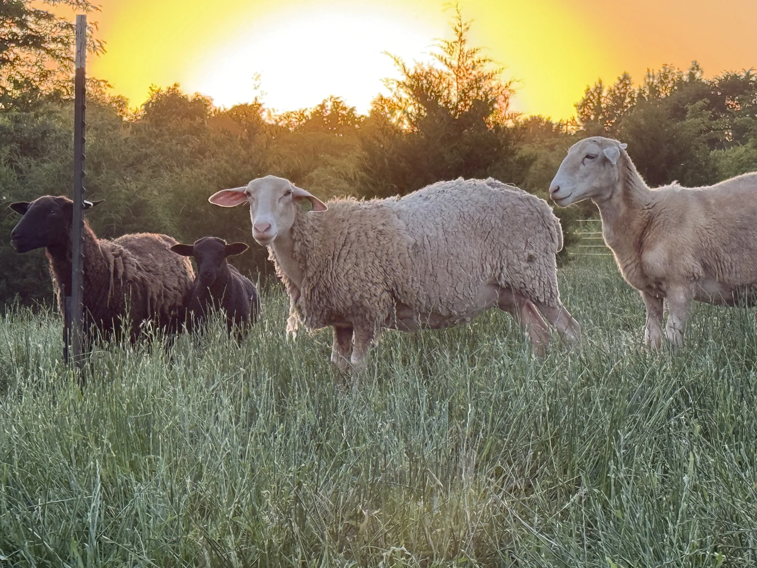 A group of sheep and lambs standing in a grassy field during sunset, with trees and the bright sun in the background.