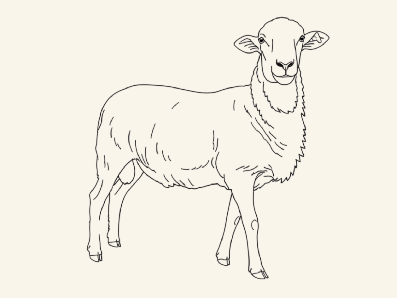 Whole Lamb Share- Hair Breed