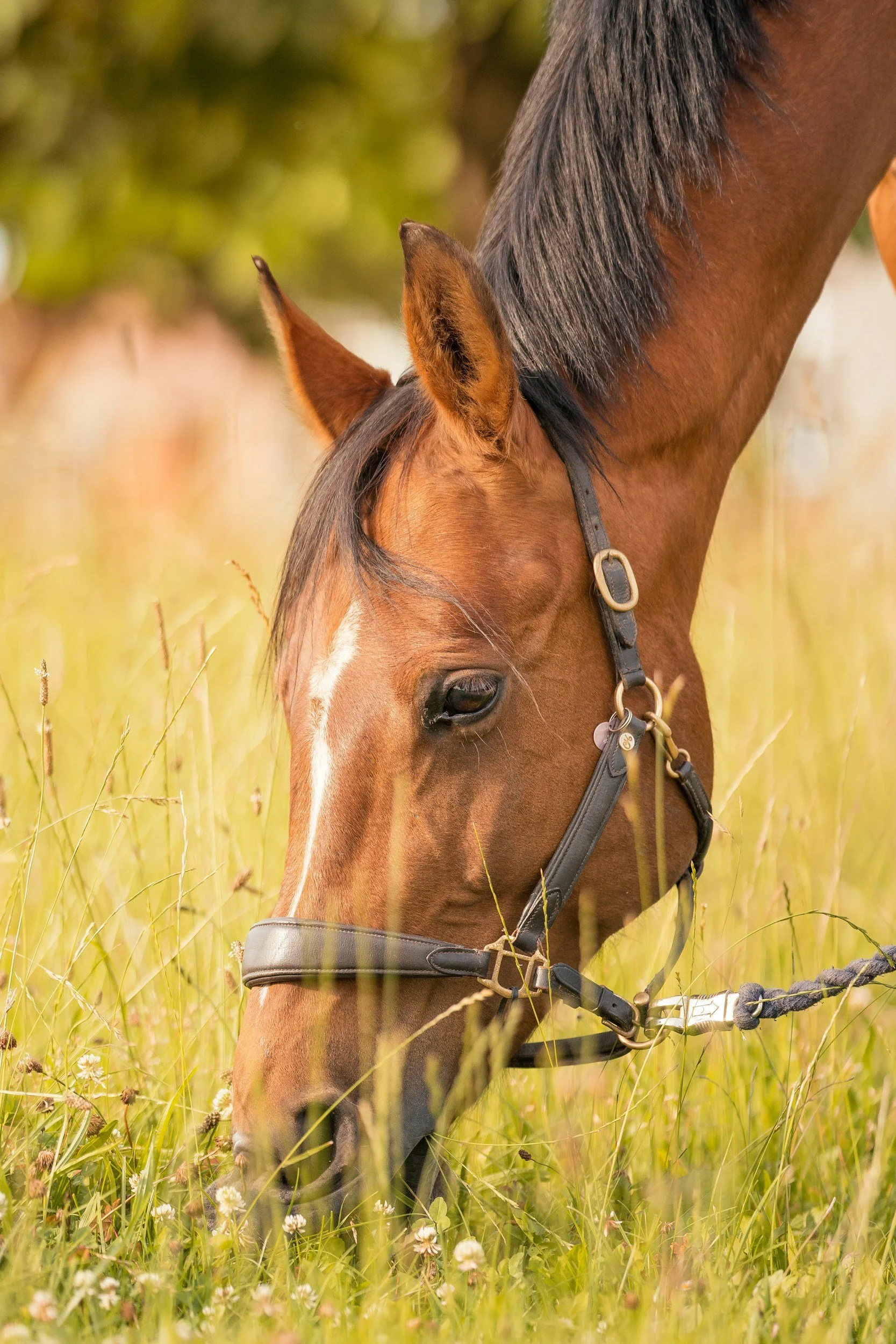 Close-up of a brown horse with a black mane standing in tall grass in a field.