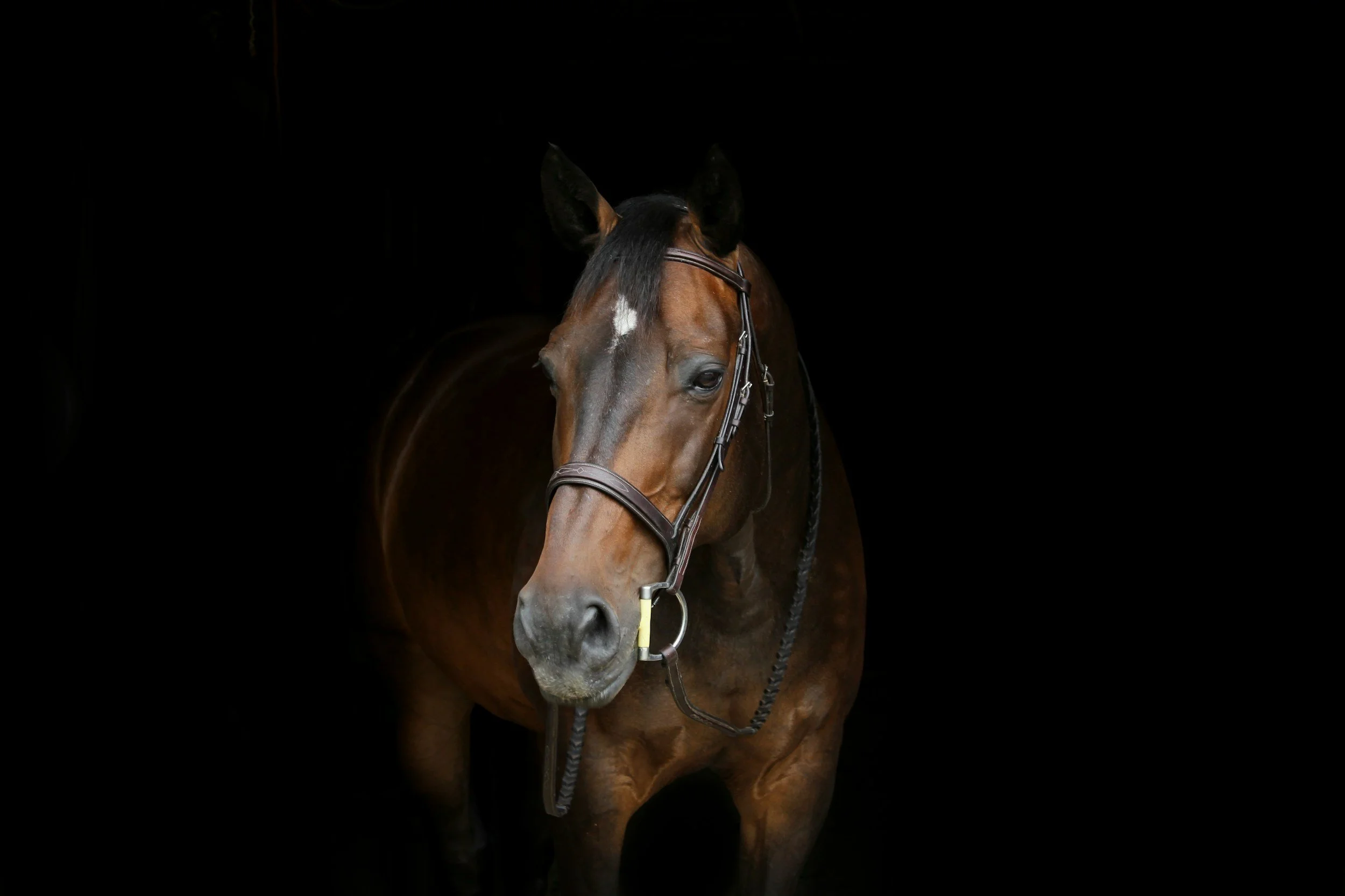 A brown horse with a black mane and a white star on its forehead, wearing a bridle, standing against a black background.