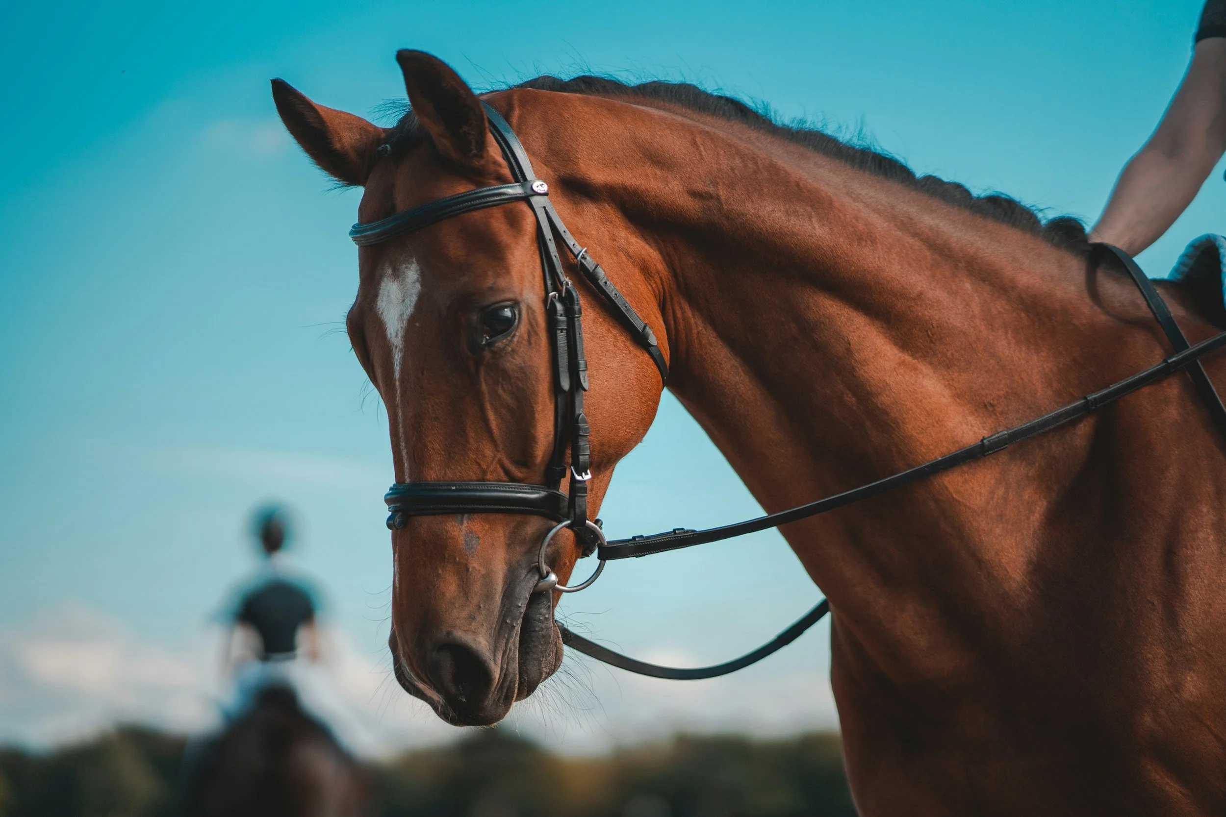 Close-up of a brown horse wearing a bridle, with a rider partially visible, against a blue sky background.