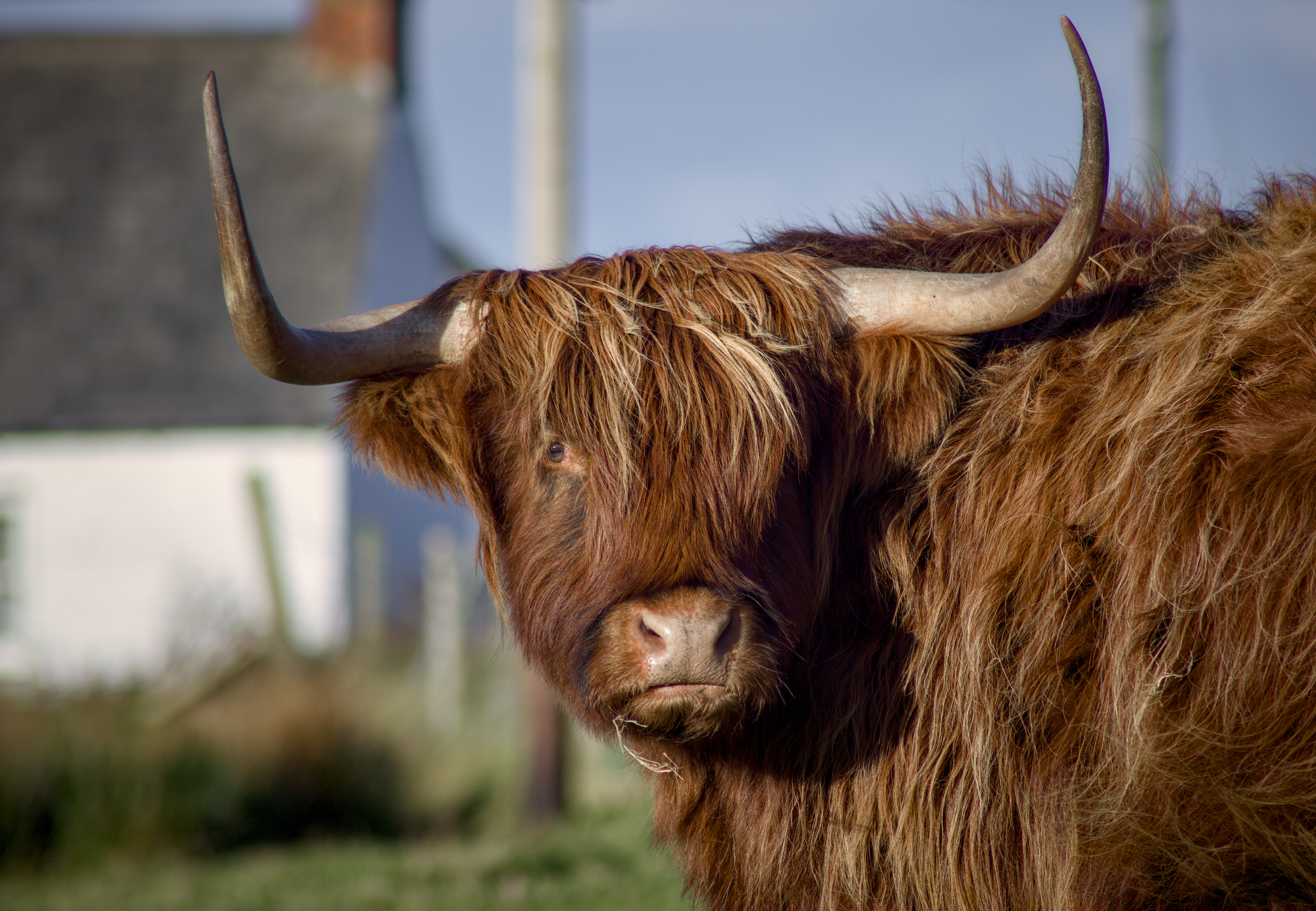 Close-up of a Highland cow with long reddish hair and large curved horns in a farm setting.