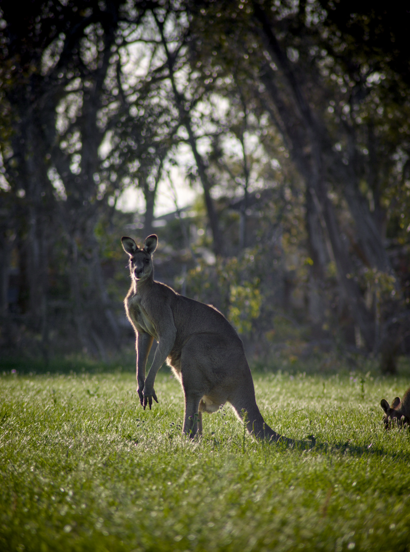 A kangaroo standing on grass with trees in the background, partially backlit by sunlight.
