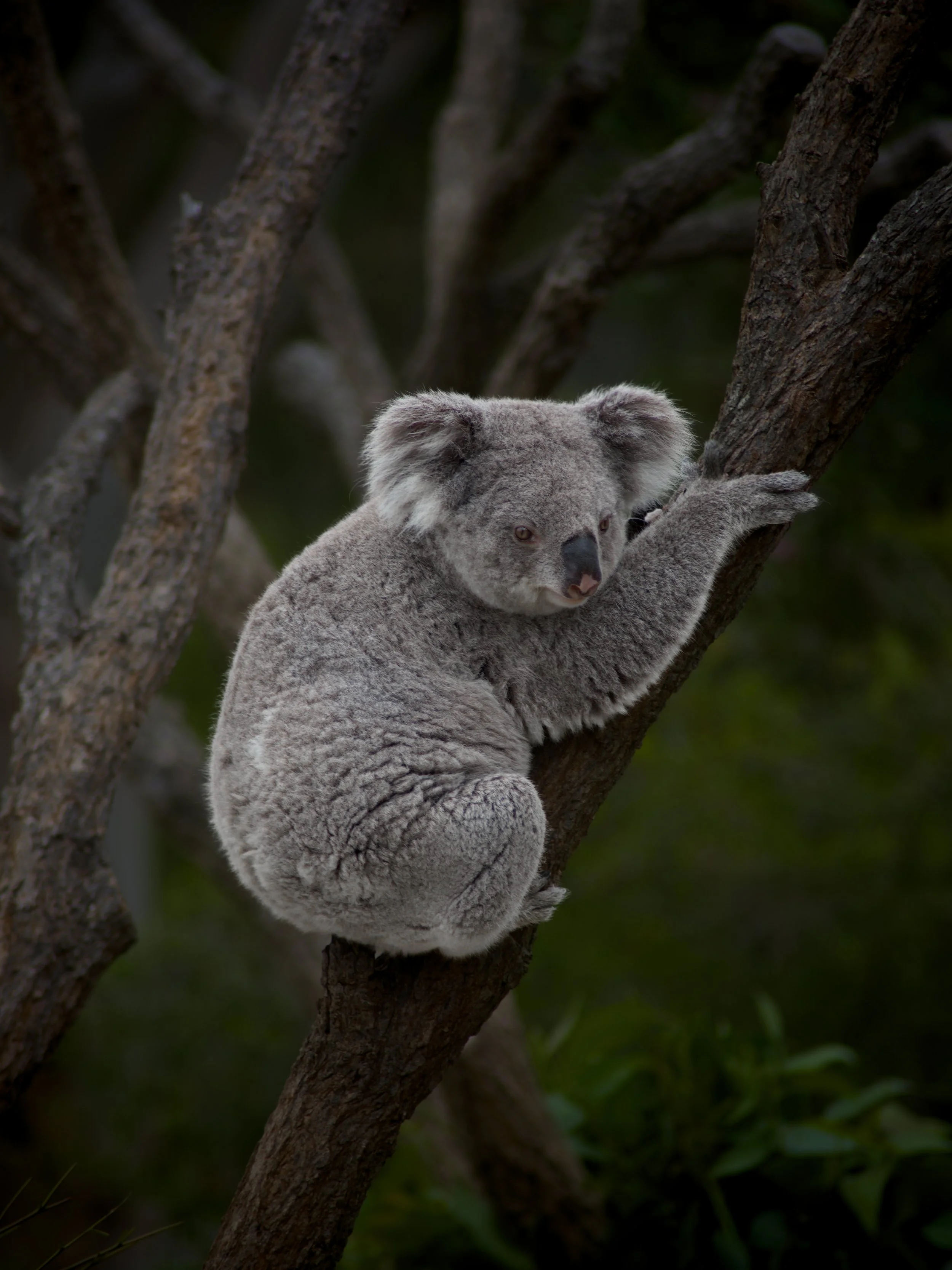 A young koala bear clinging to a tree branch with its front paws. The koala has gray fur and large ears, and is looking directly at the camera. The background is dark and blurred with some green foliage.