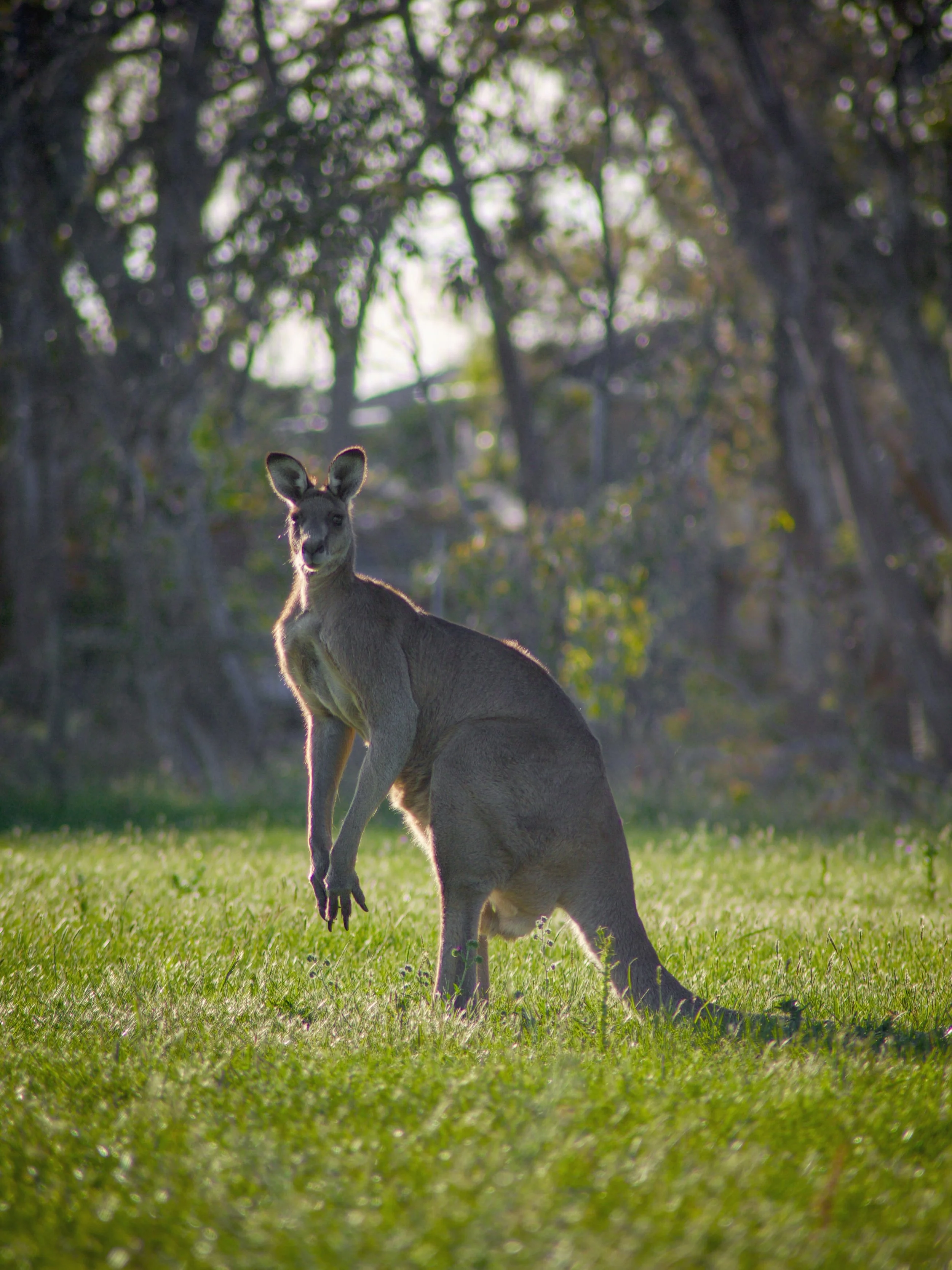 Throwback to my furry Australian friends. 

It was mad to see so many just out and about, particularly in the Melbourne suburbs. The ones we saw were pretty chill, even got to feed a lil Joey at a Wildlife park later in the trip. They are like a stra