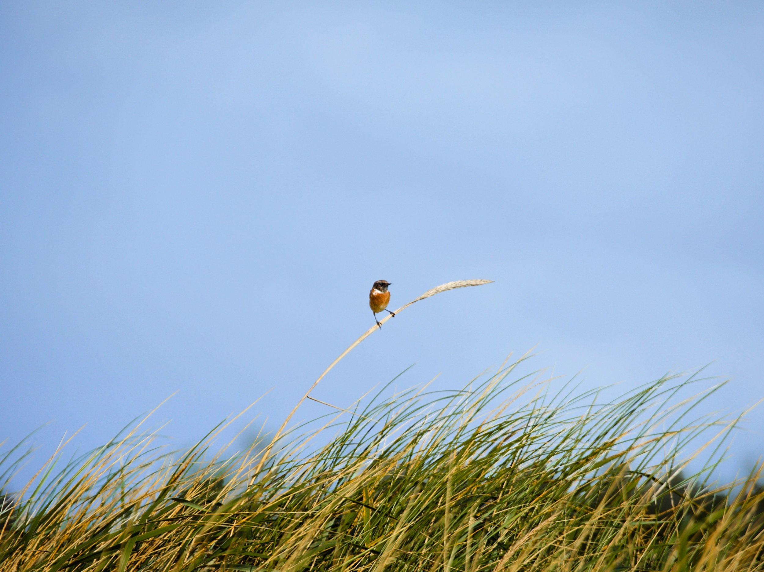 A little Stonechat I spotted on a recent beach walk in Donegal 

#birdwatchireland #canonuk #donegal #murvaghbeach #irishphotographer