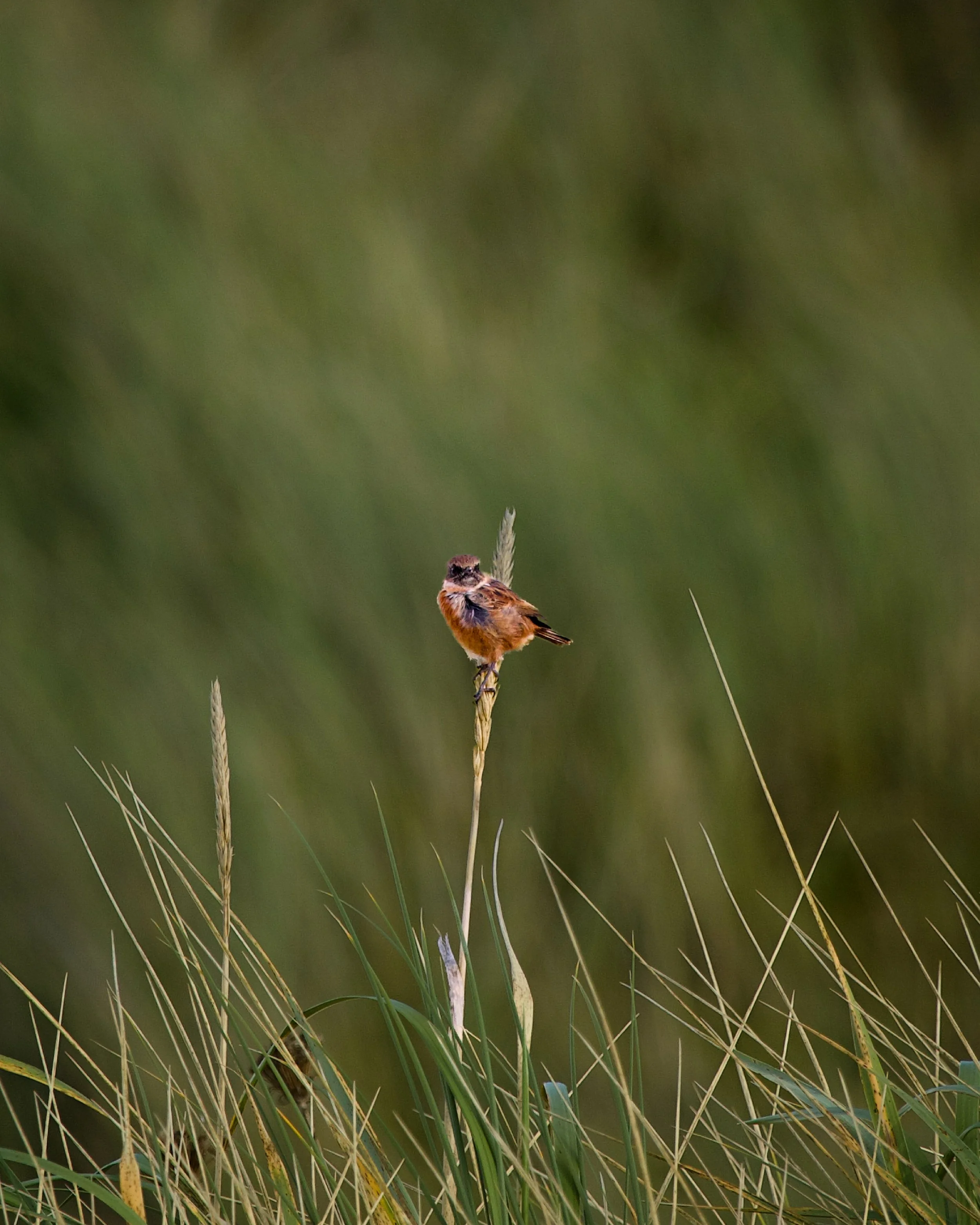 I didn&rsquo;t even know this bird existed a few months ago, and now I see them everywhere. Slowing down and taking in what this country has to offer has been amazing. #gooutside 

#rockpipit #denningphoto #birdwatchireland #icu_ireland