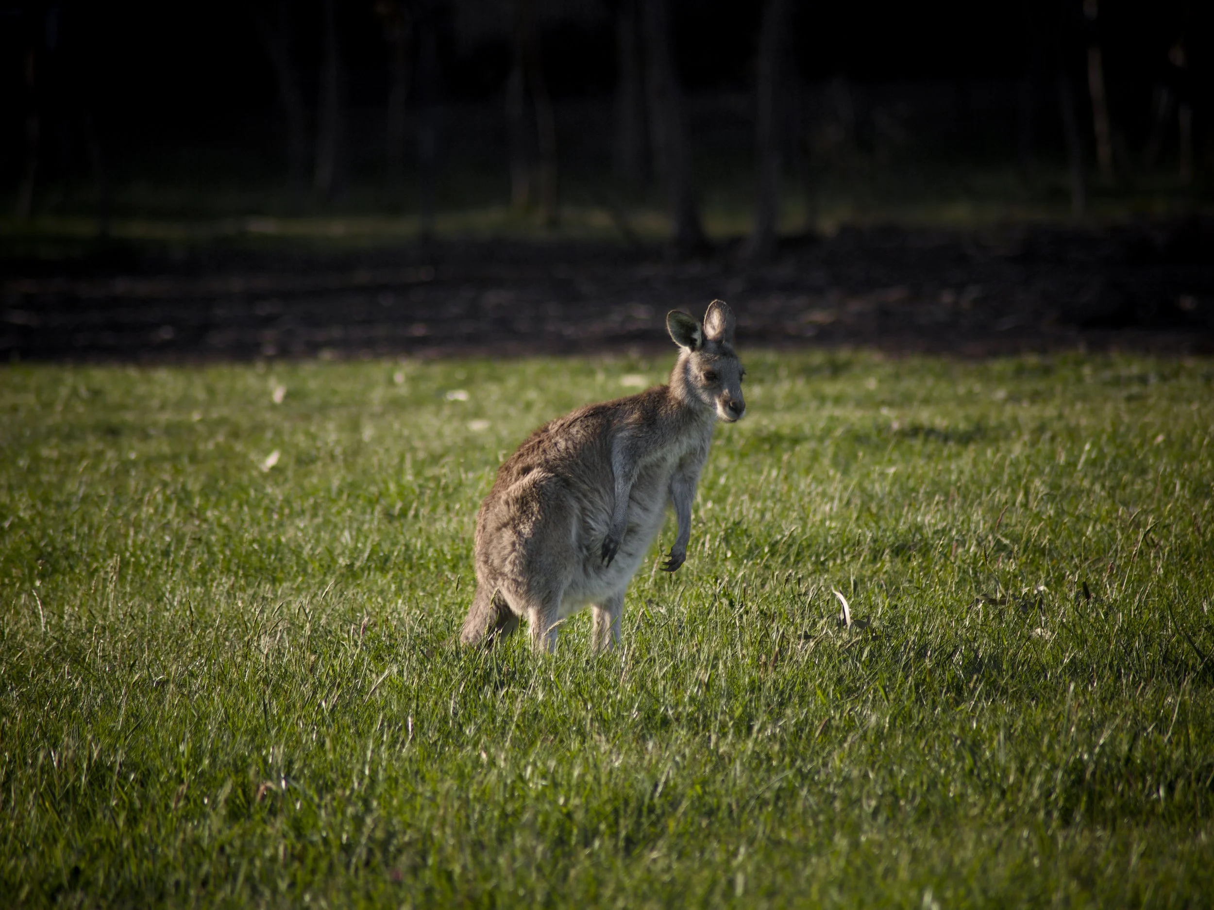 A young kangaroo, or joey, standing on grassy ground in a park with dark trees in the background.