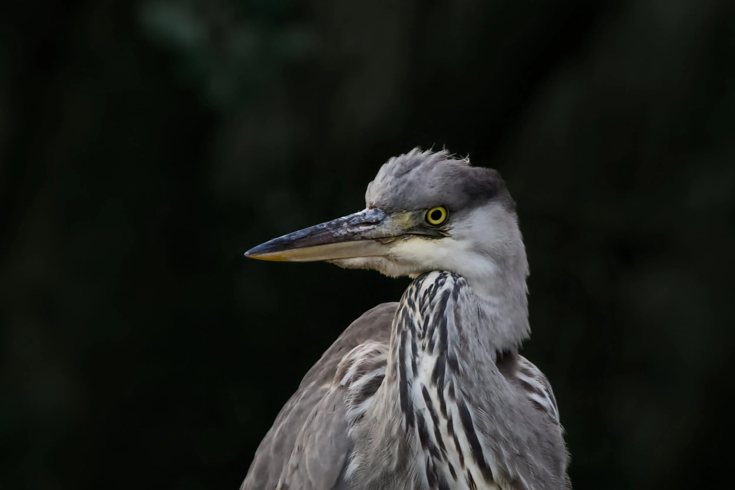 A heron with gray and white plumage, yellow eyes, and long beak facing to the right against a dark background.