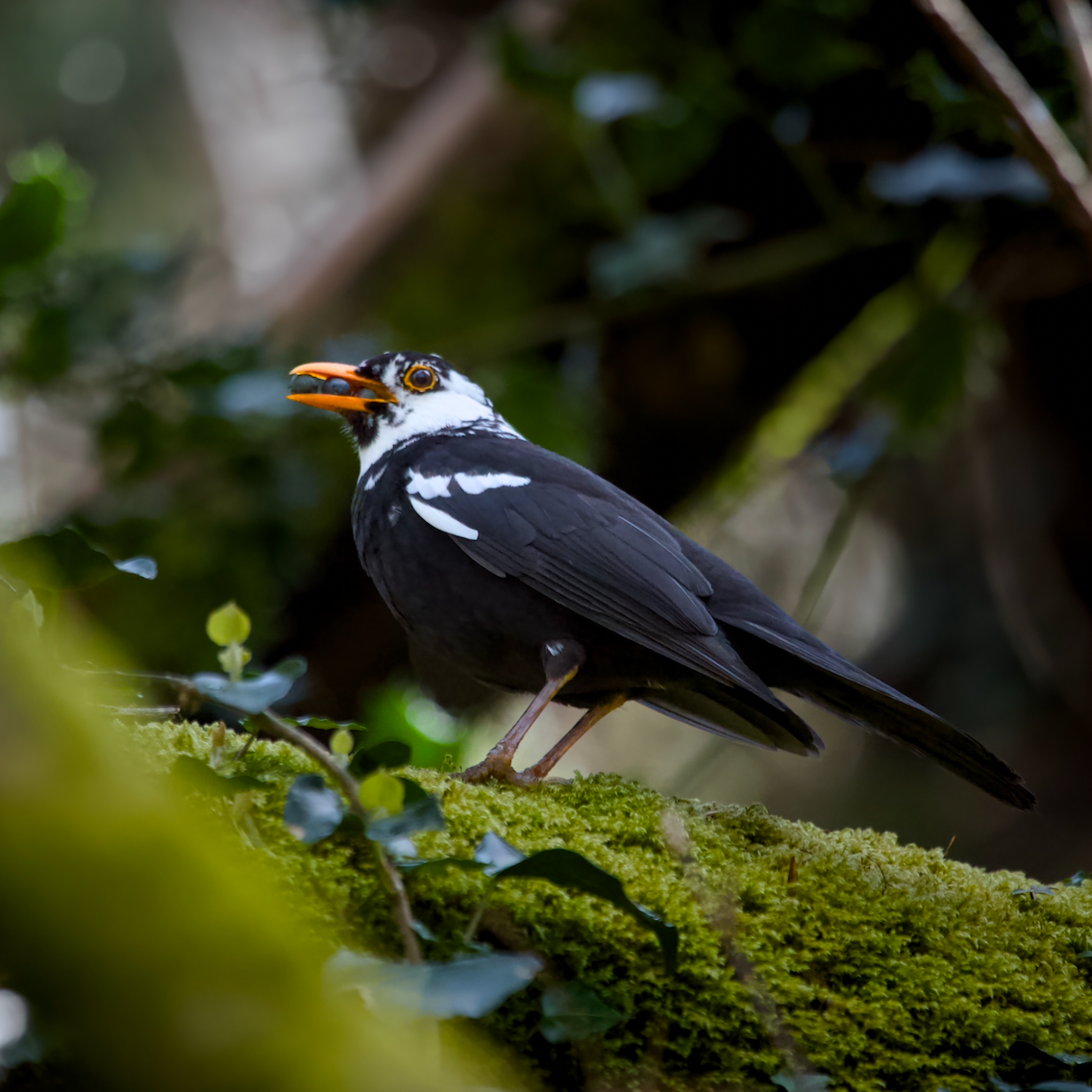 A black and white bird with an orange beak, perched on a mossy branch in a lush, green forest.