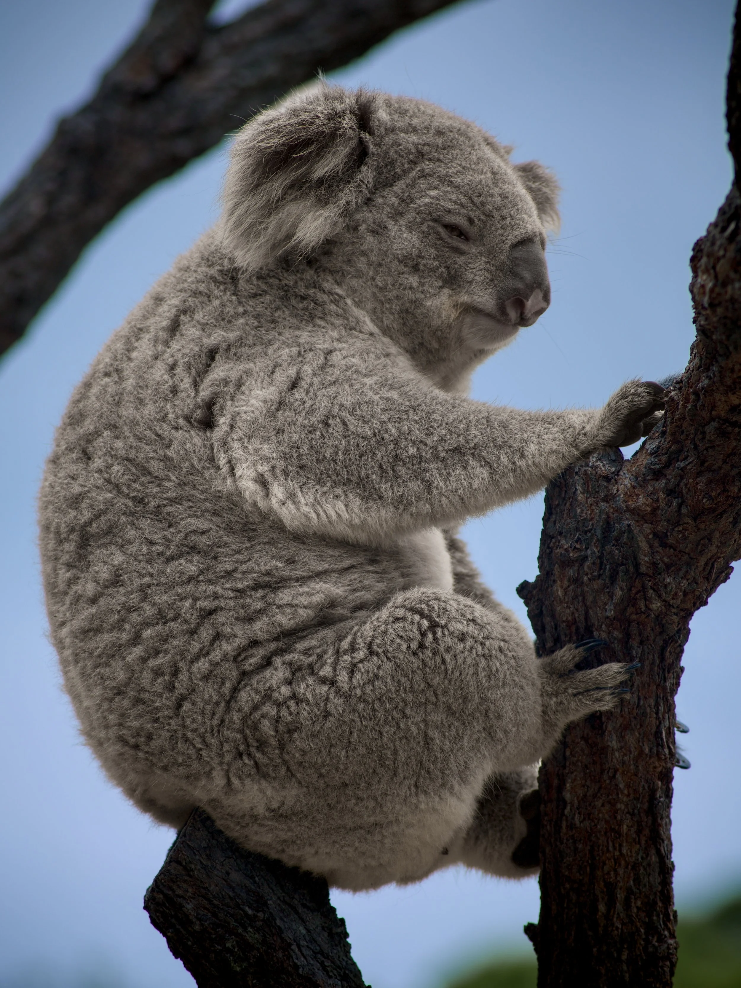 A koala bear clinging to a tree branch against a blue sky.