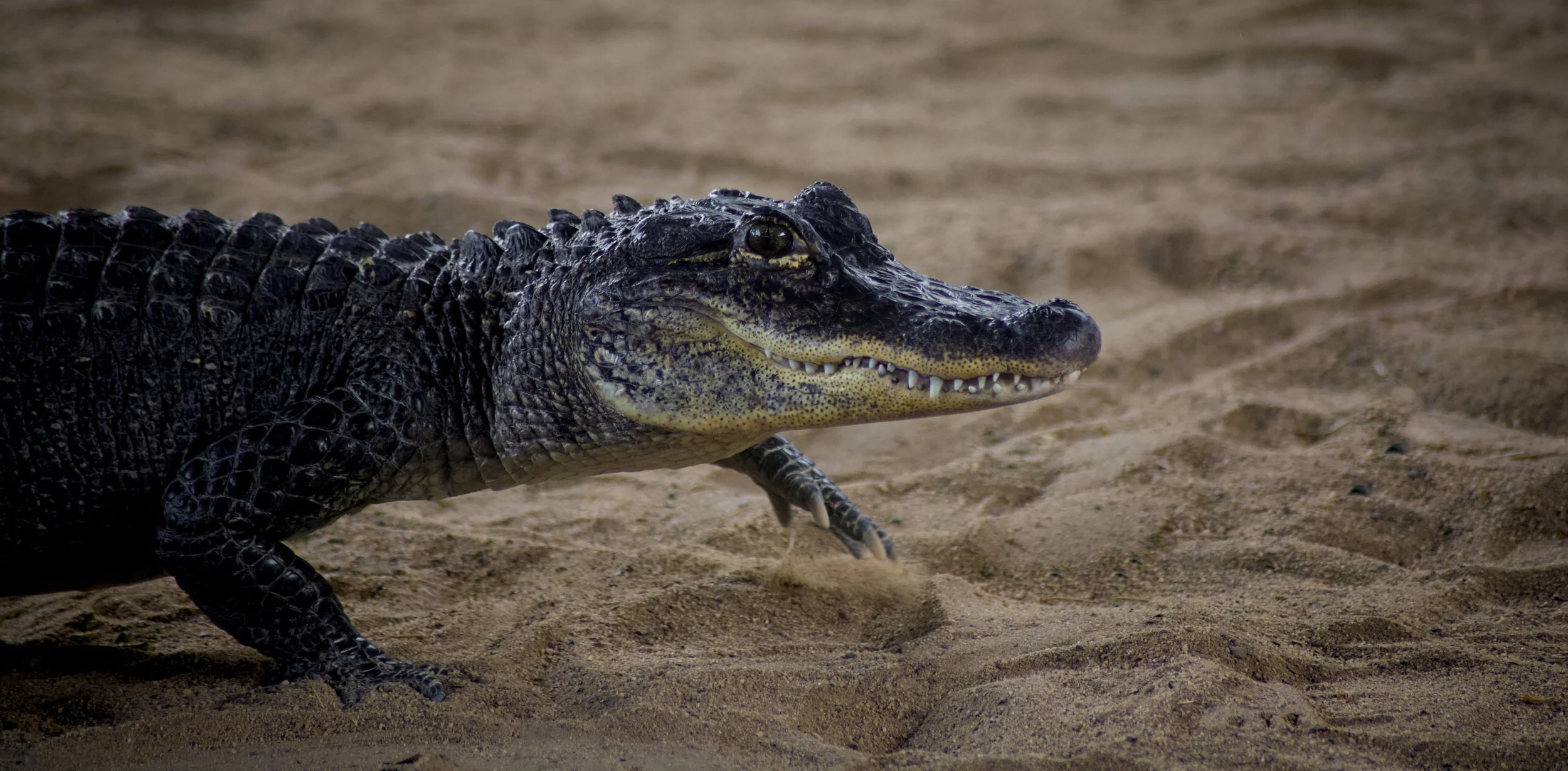 A close-up of a crocodile walking on sandy ground.
