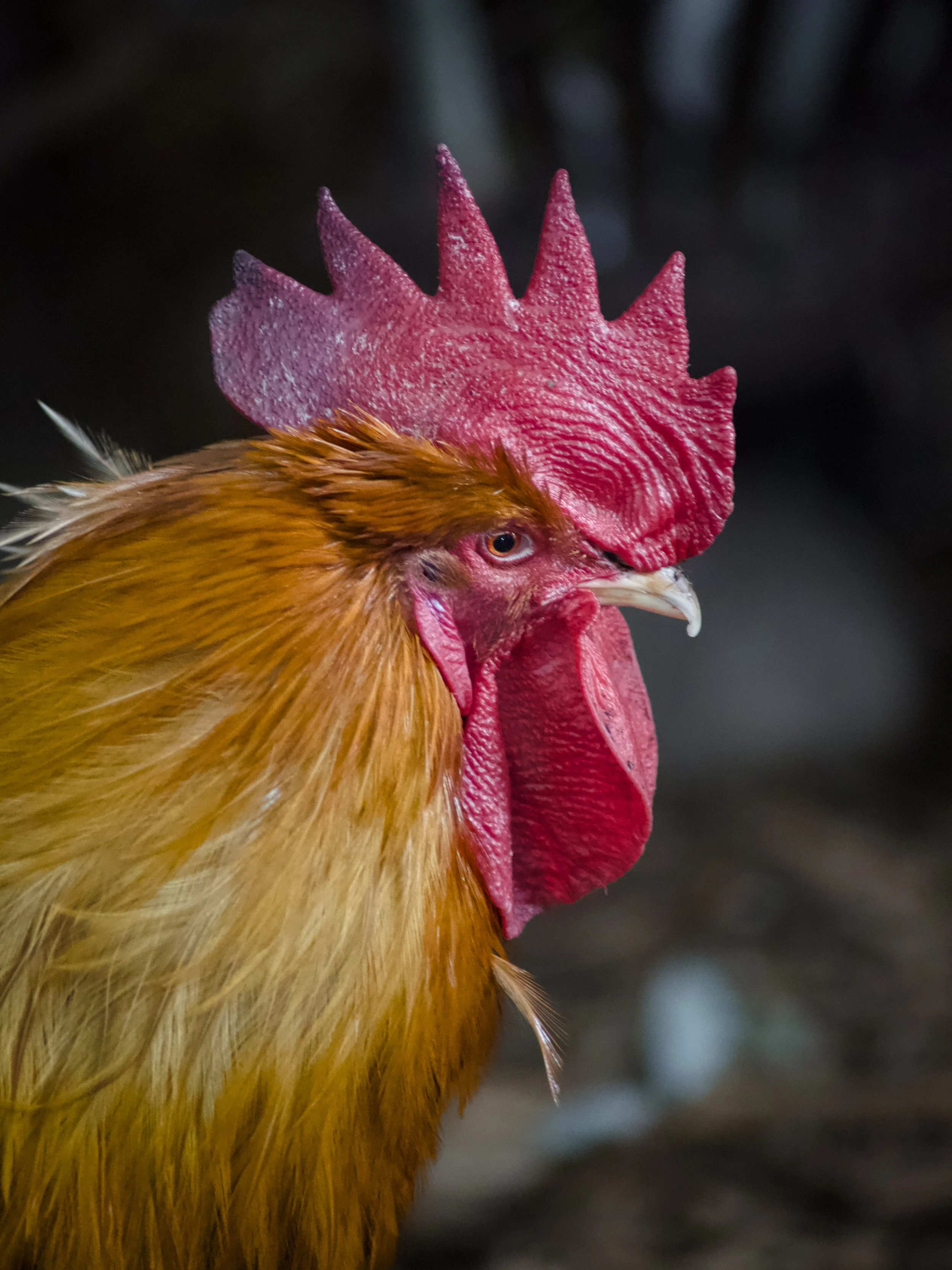 A close-up of a chicken's head, showing red comb and wattles, orange feathers, and a small eye against a dark background.
