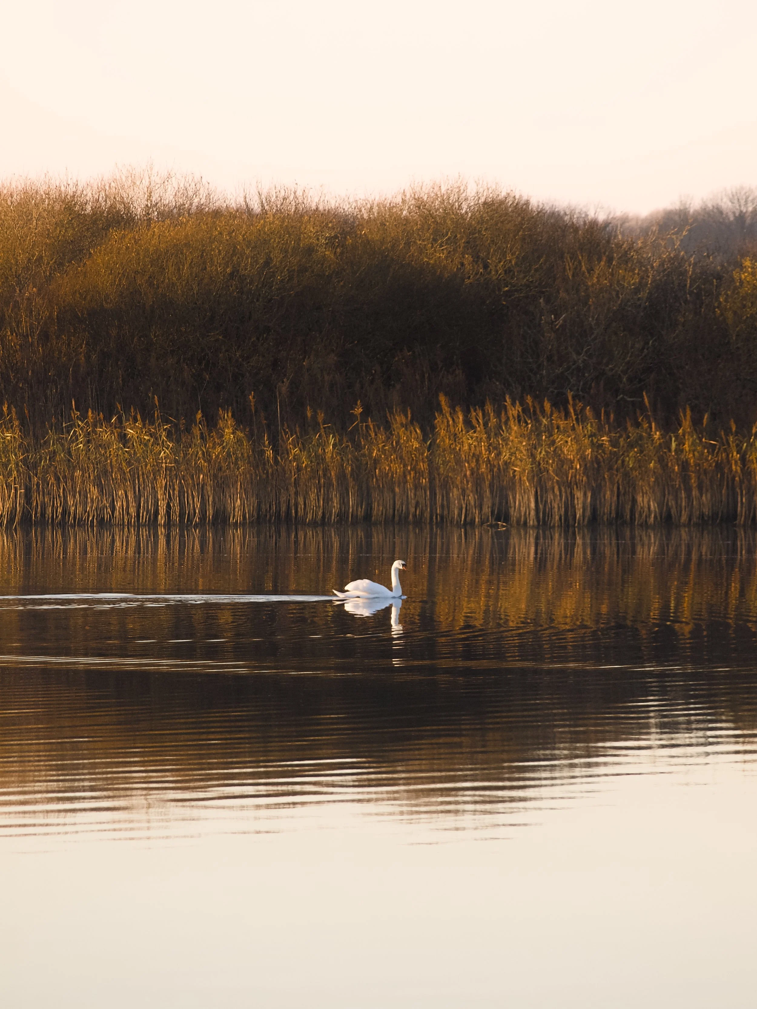 A white swan swimming on a calm lake near tall grass and bushes during sunset.