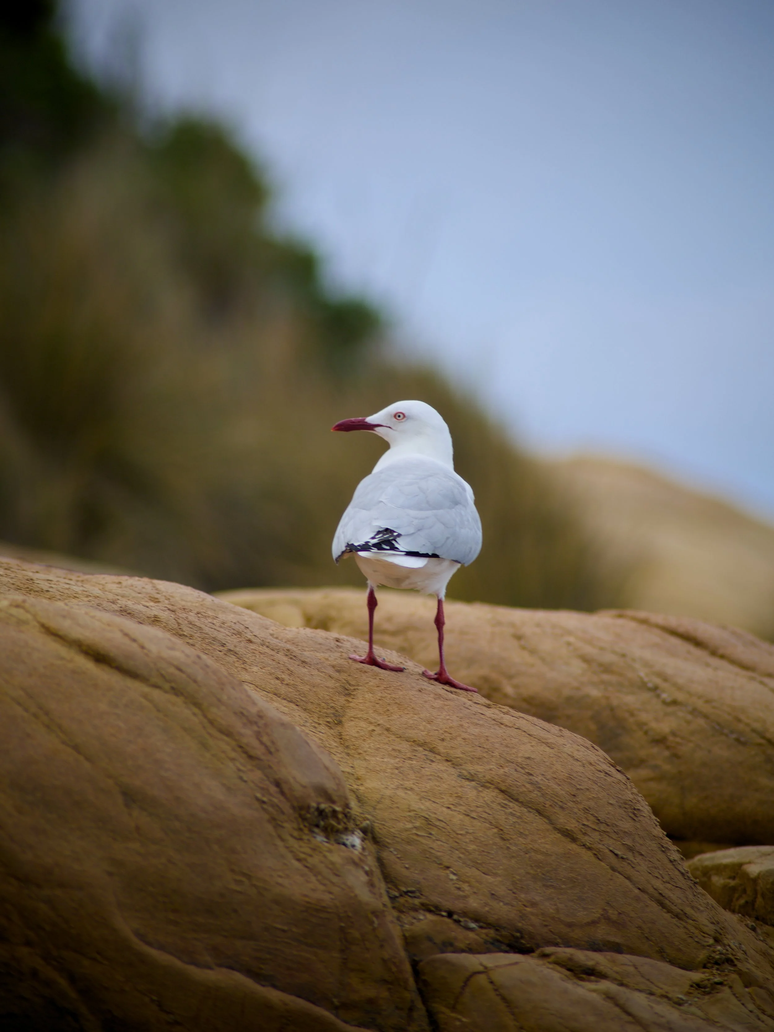 A seagull standing on large rocks with a blurred background of sky and greenery.