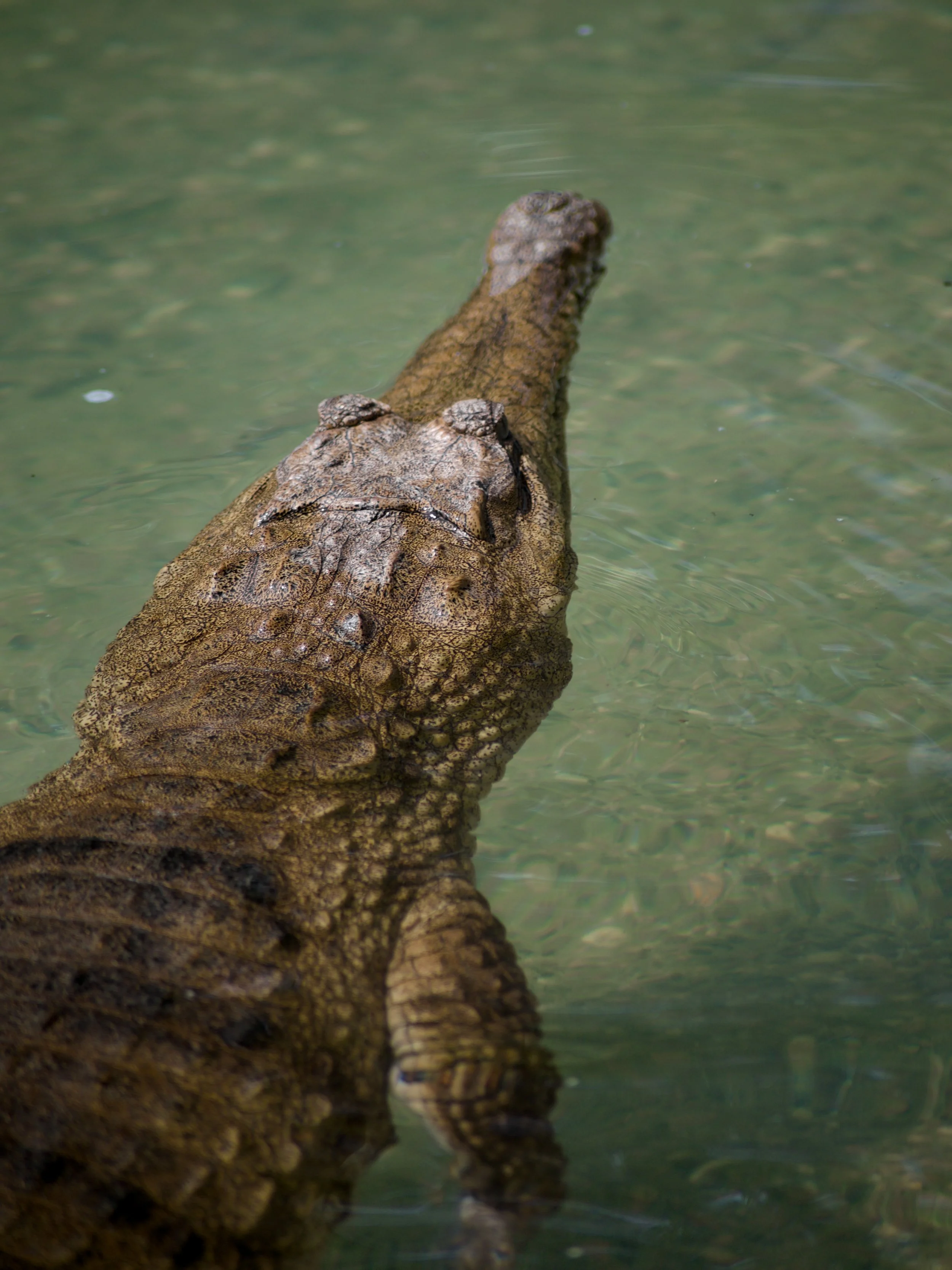 A crocodile partially submerged in water, with only its head and part of its back visible above the surface.