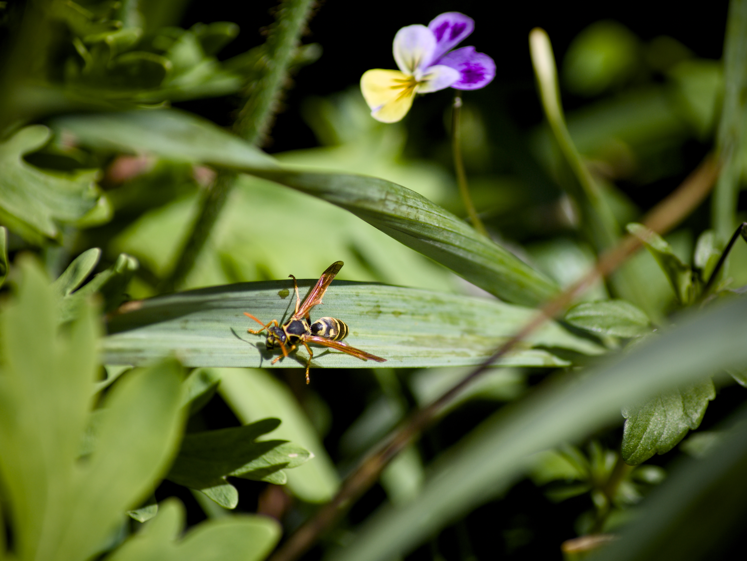 Small purple and yellow flower among green leaves with a wasp on a leaf in the foreground.