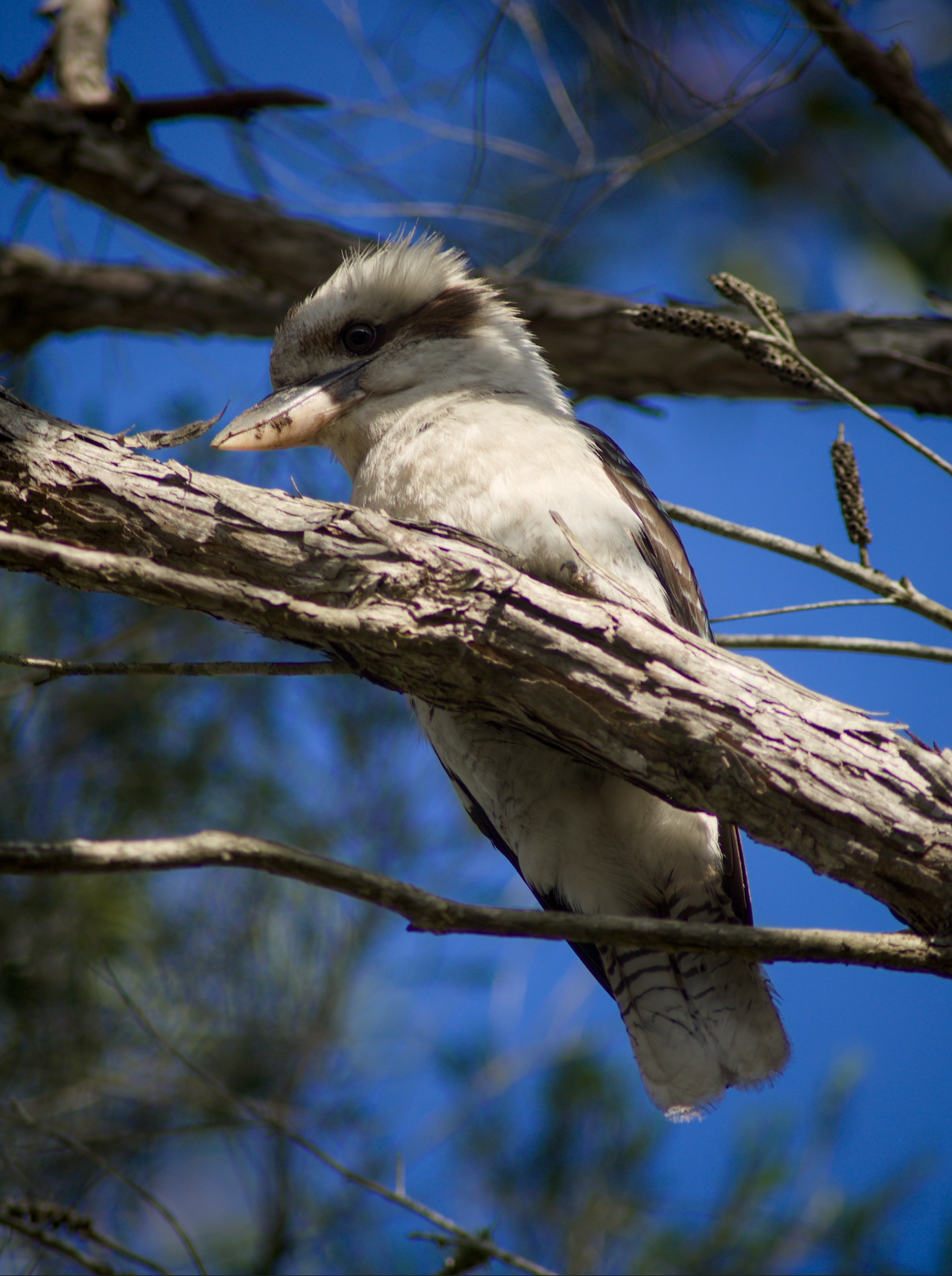 A kookaburra bird sitting on a tree branch against a clear blue sky.