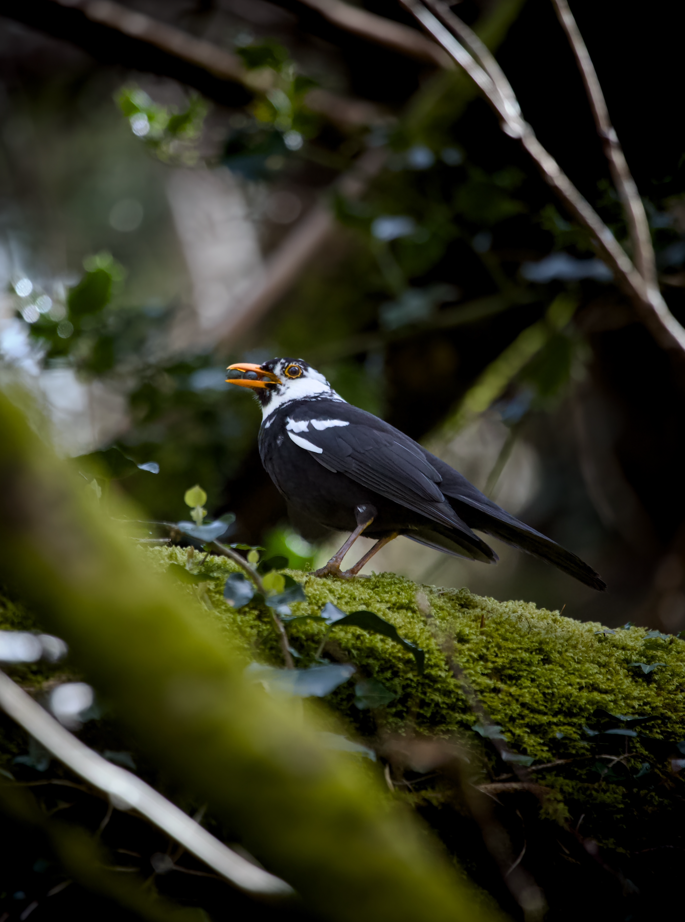 A Black and White Woodpecker with an orange beak perched on a mossy tree branch surrounded by dense green foliage.