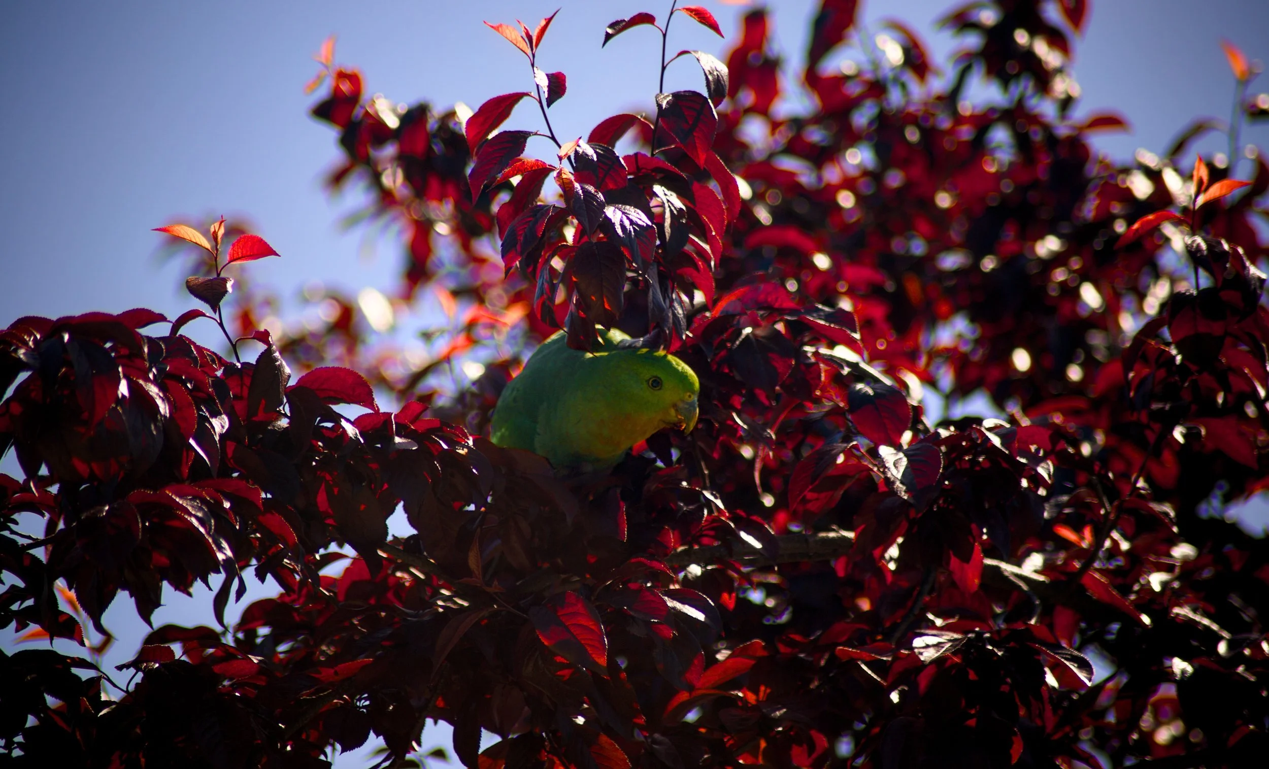A green parrot perched among the red leaves of a tree, with sunlight shining through the foliage against a blue sky.