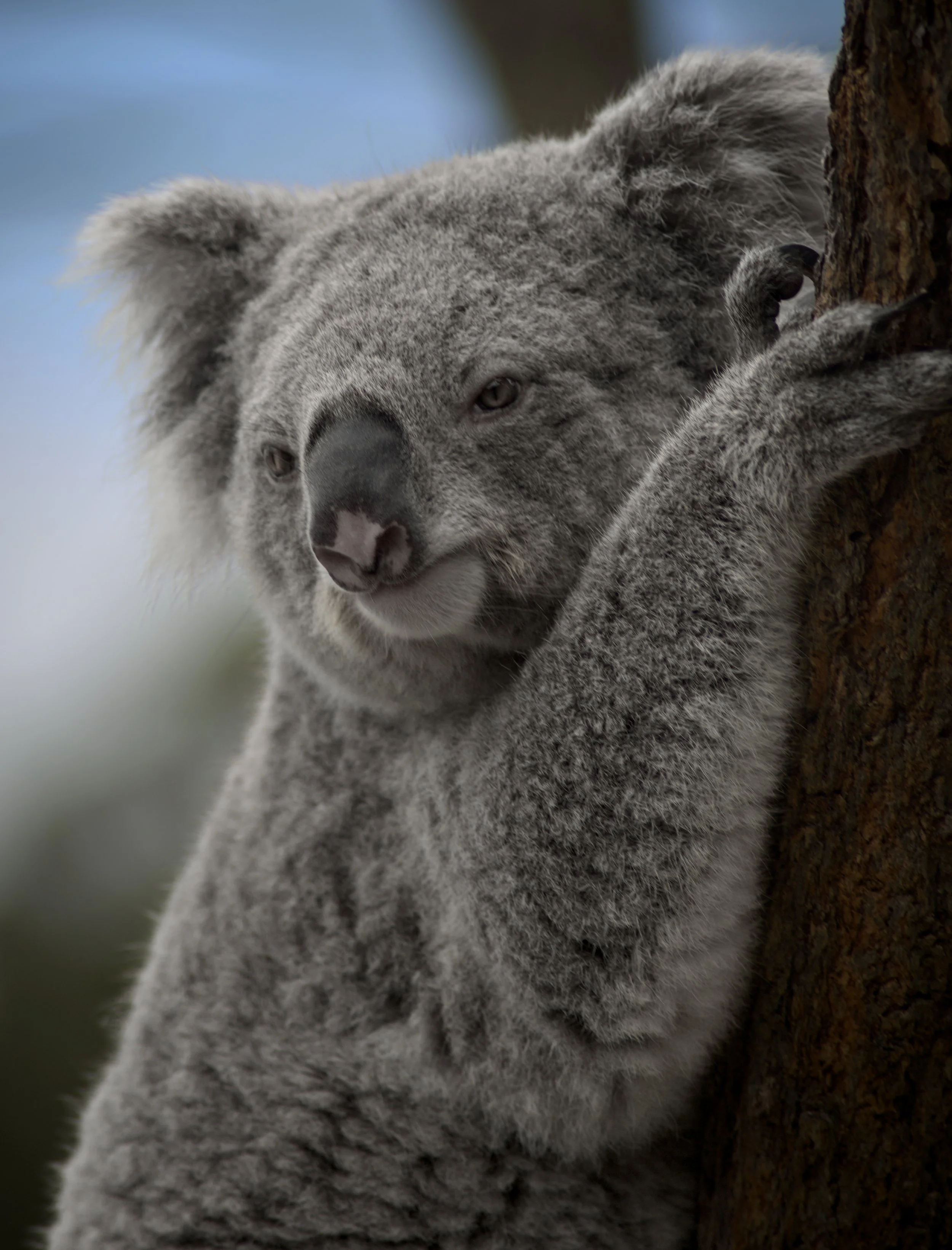 A gray koala bear resting against a tree trunk with its eyes closed.