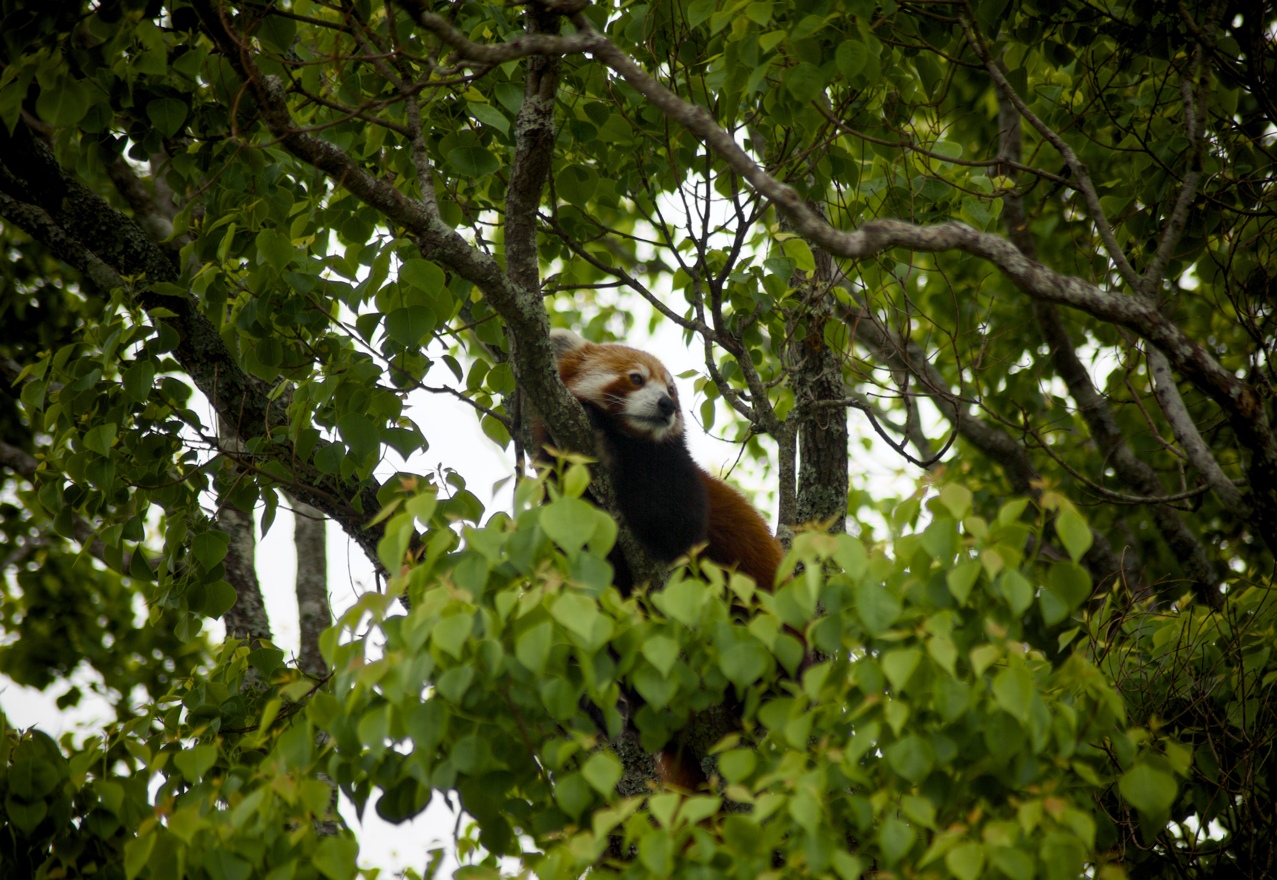 A red panda resting on a tree branch surrounded by green leaves.