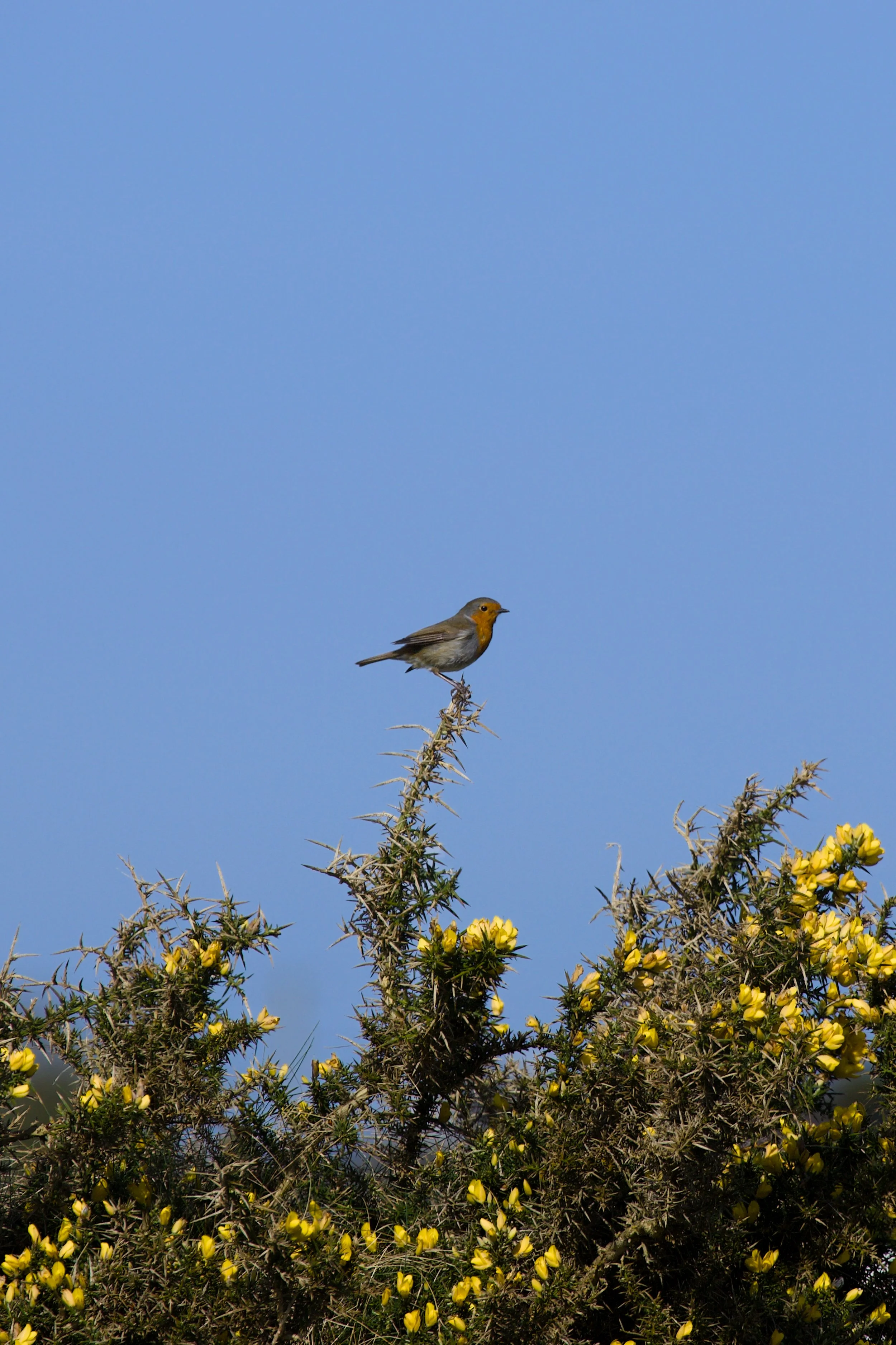 A small bird with an orange face and chest perched on a thorny plant with yellow flowers, against a bright blue sky.