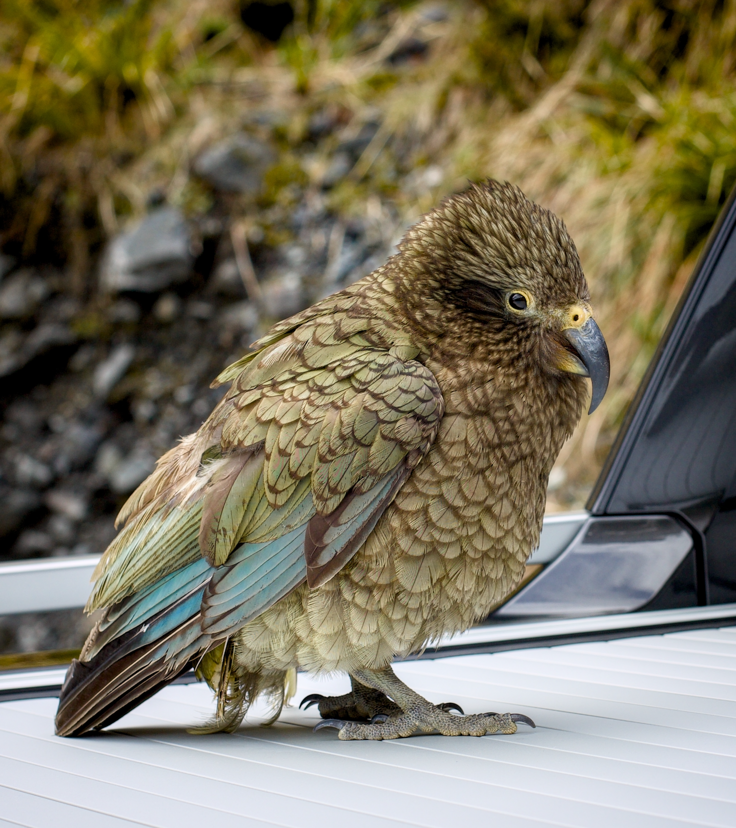 A bird with brown and green feathers perched on the side mirror of a car, with a background of grass and rocks.