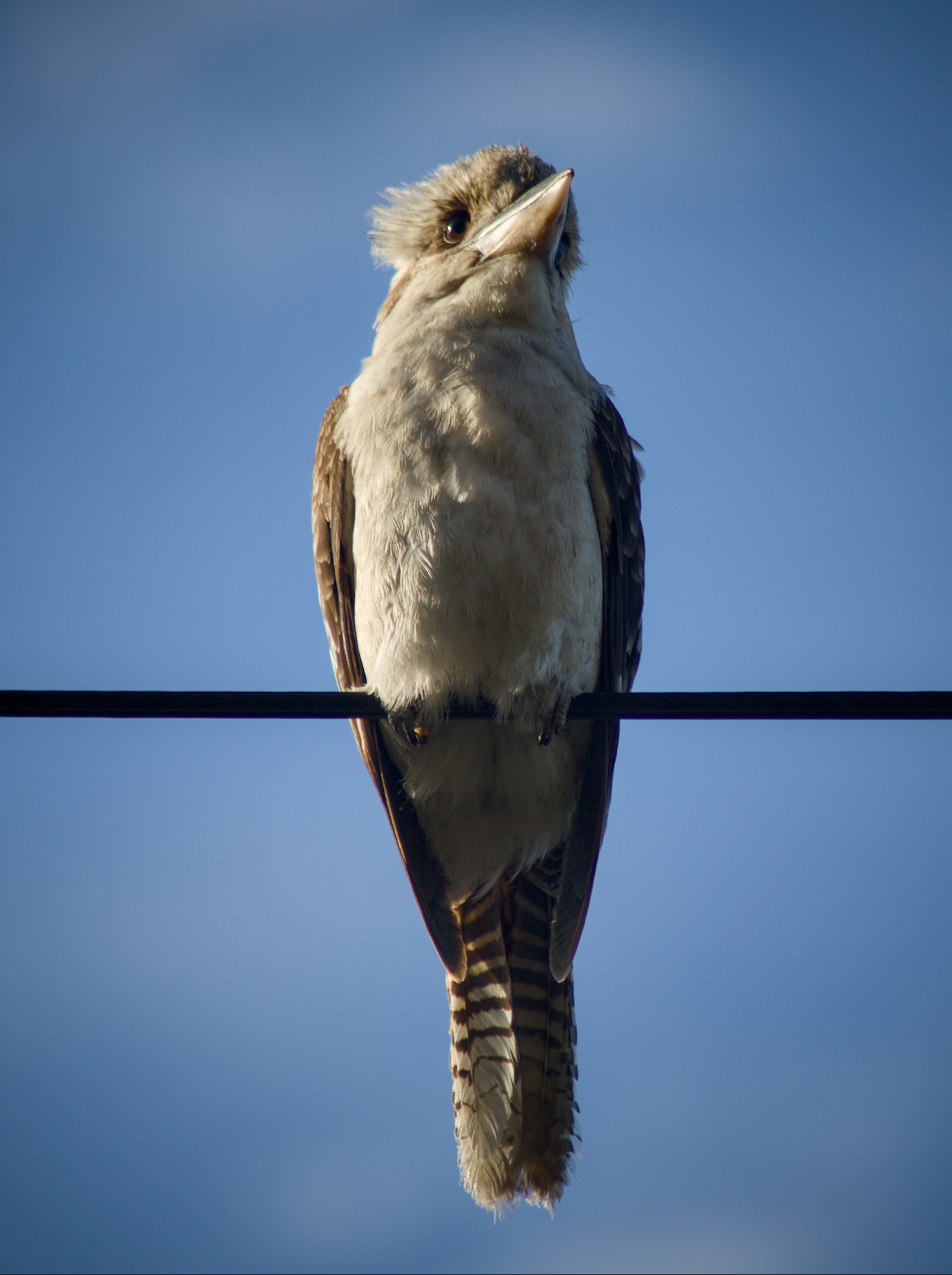A bird perched on a wire against a blue sky.
