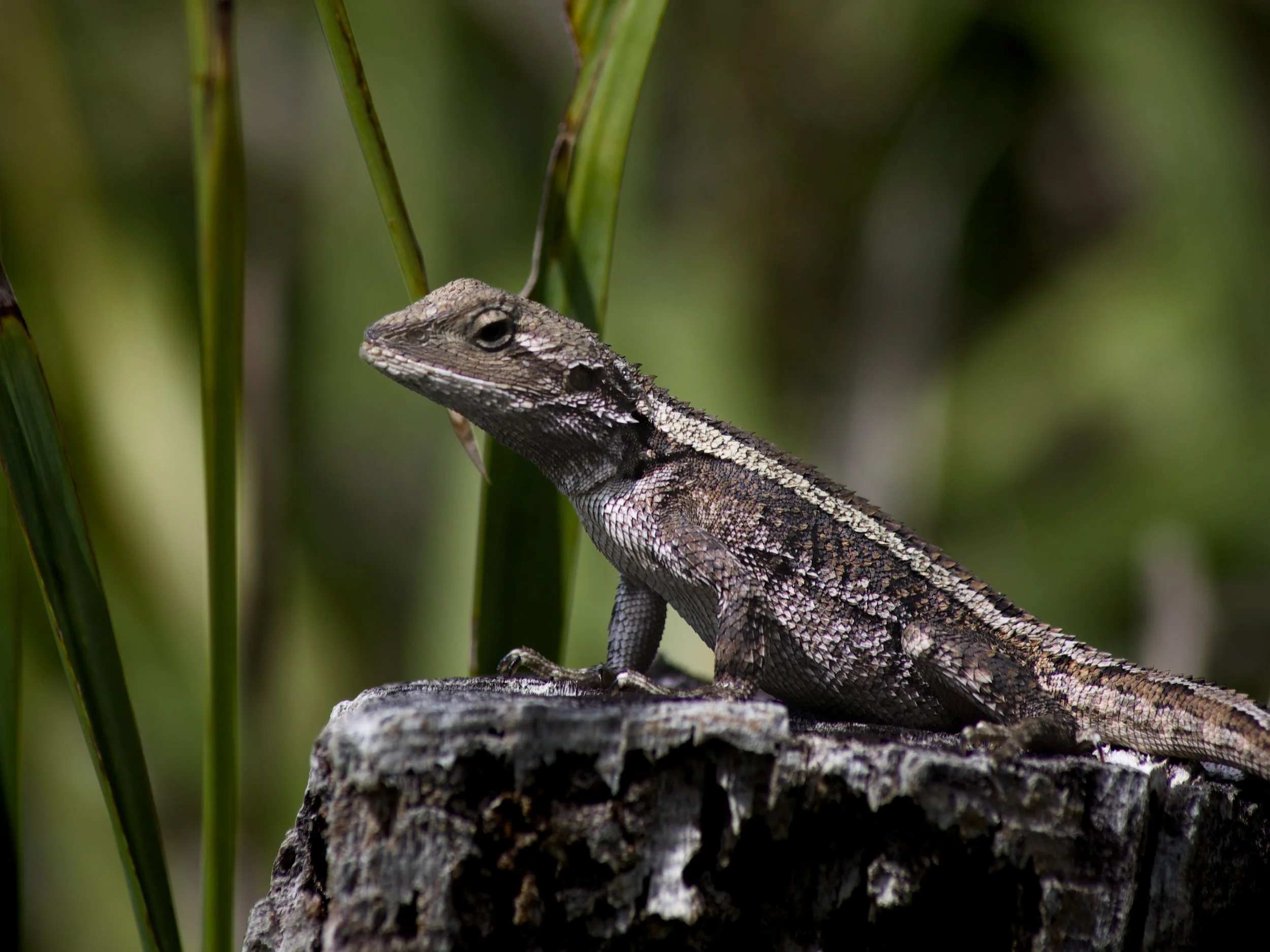 Close-up of a small iguana with textured brown and black scales, sitting on a tree branch among green grass and blurred plant stems.
