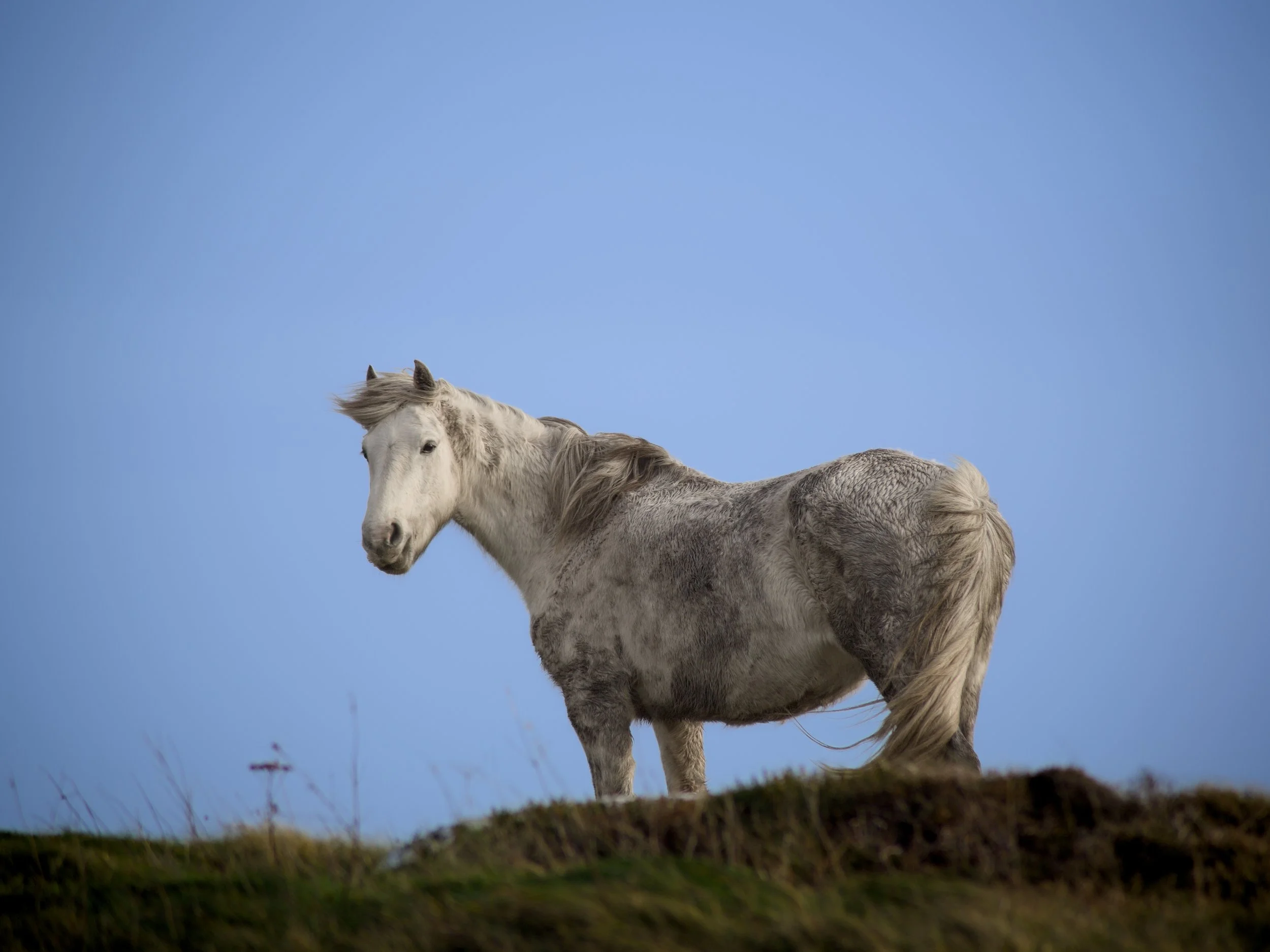 A white horse standing on a grassy hill against a clear blue sky.