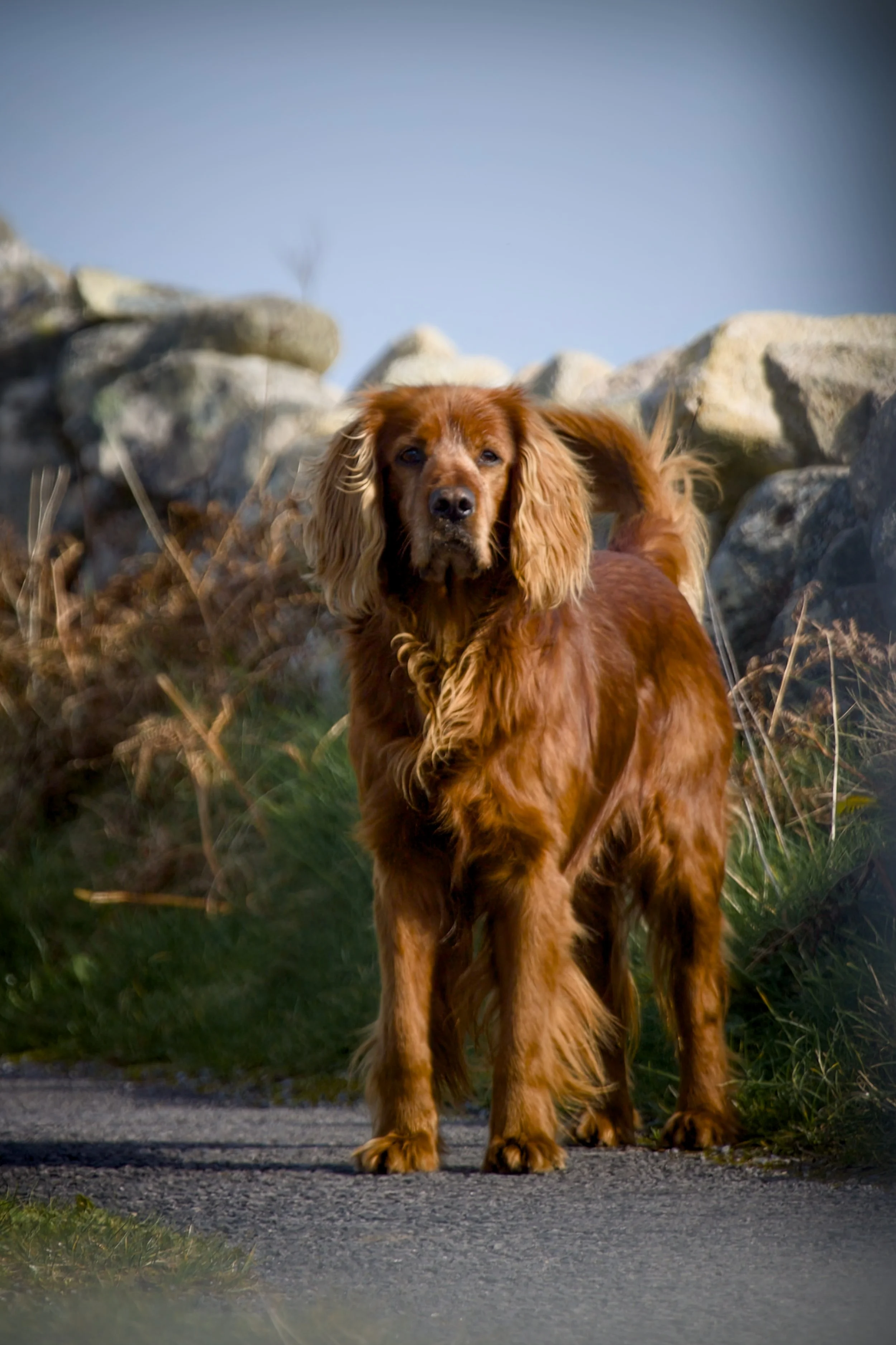 A brown dog with long ears and a shiny coat standing outdoors on a paved path with rocks and grass in the background.