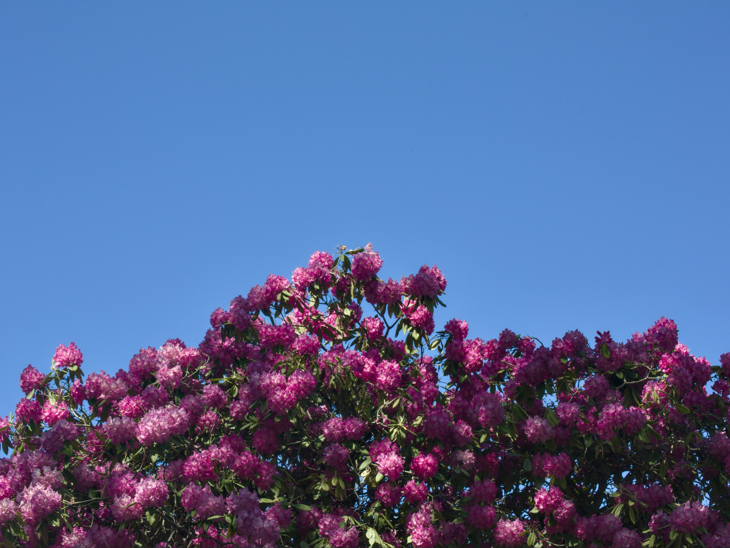 Bright pink rhododendron flowers against a clear blue sky.