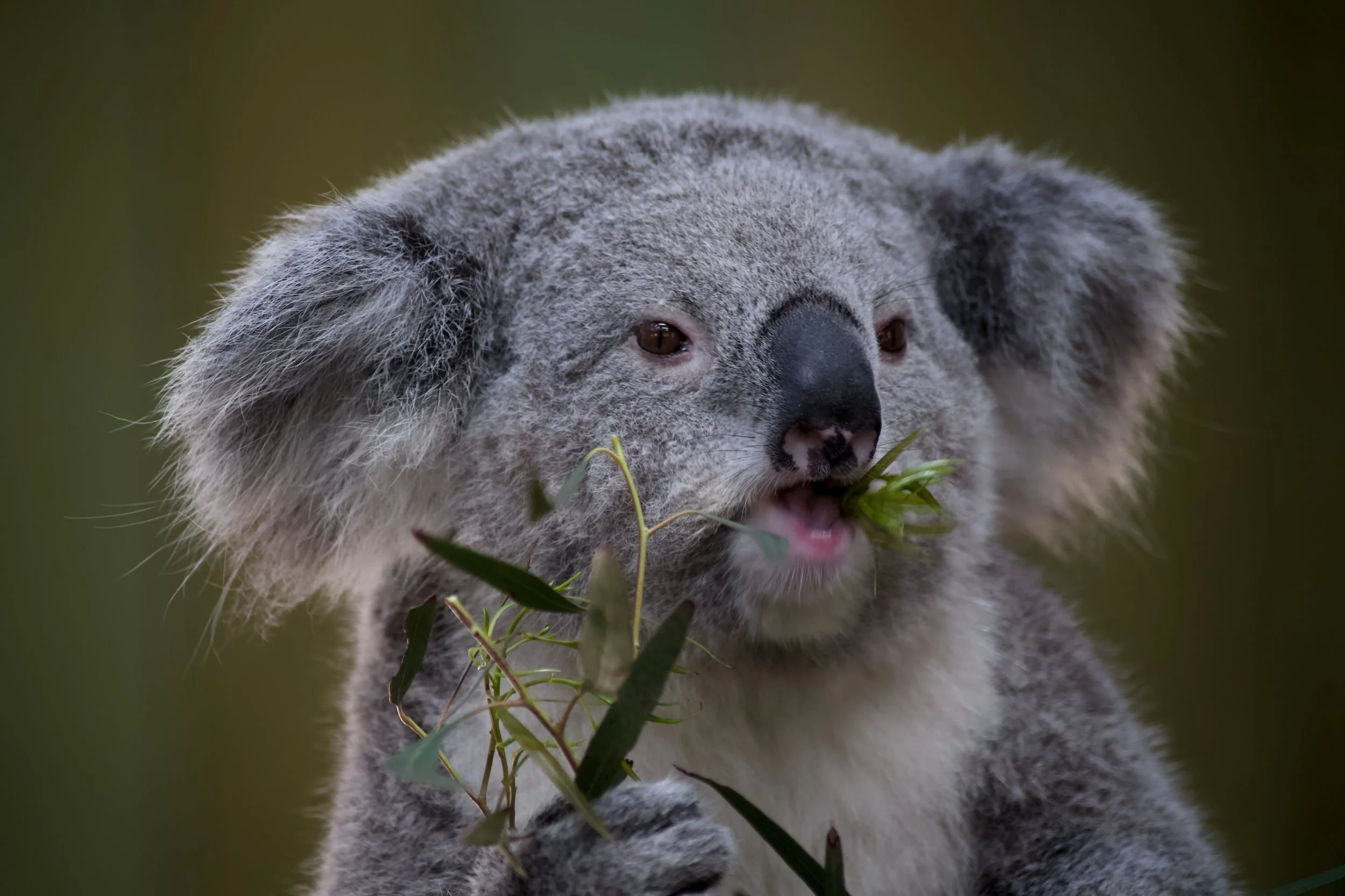 Close-up of a young koala holding and eating eucalyptus leaves.