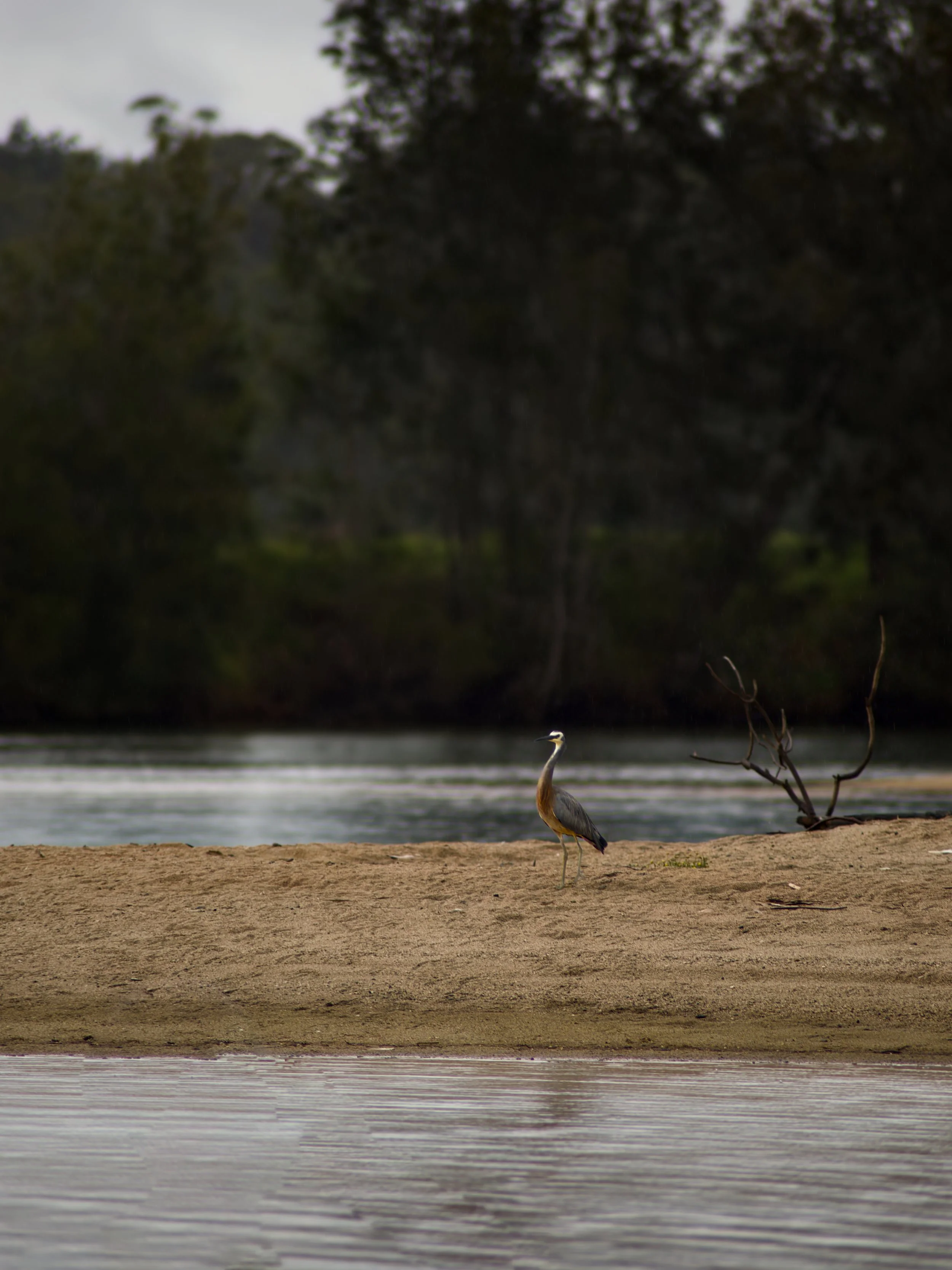 A heron standing on a sandy shore near a body of water with dense trees and overcast sky in the background.
