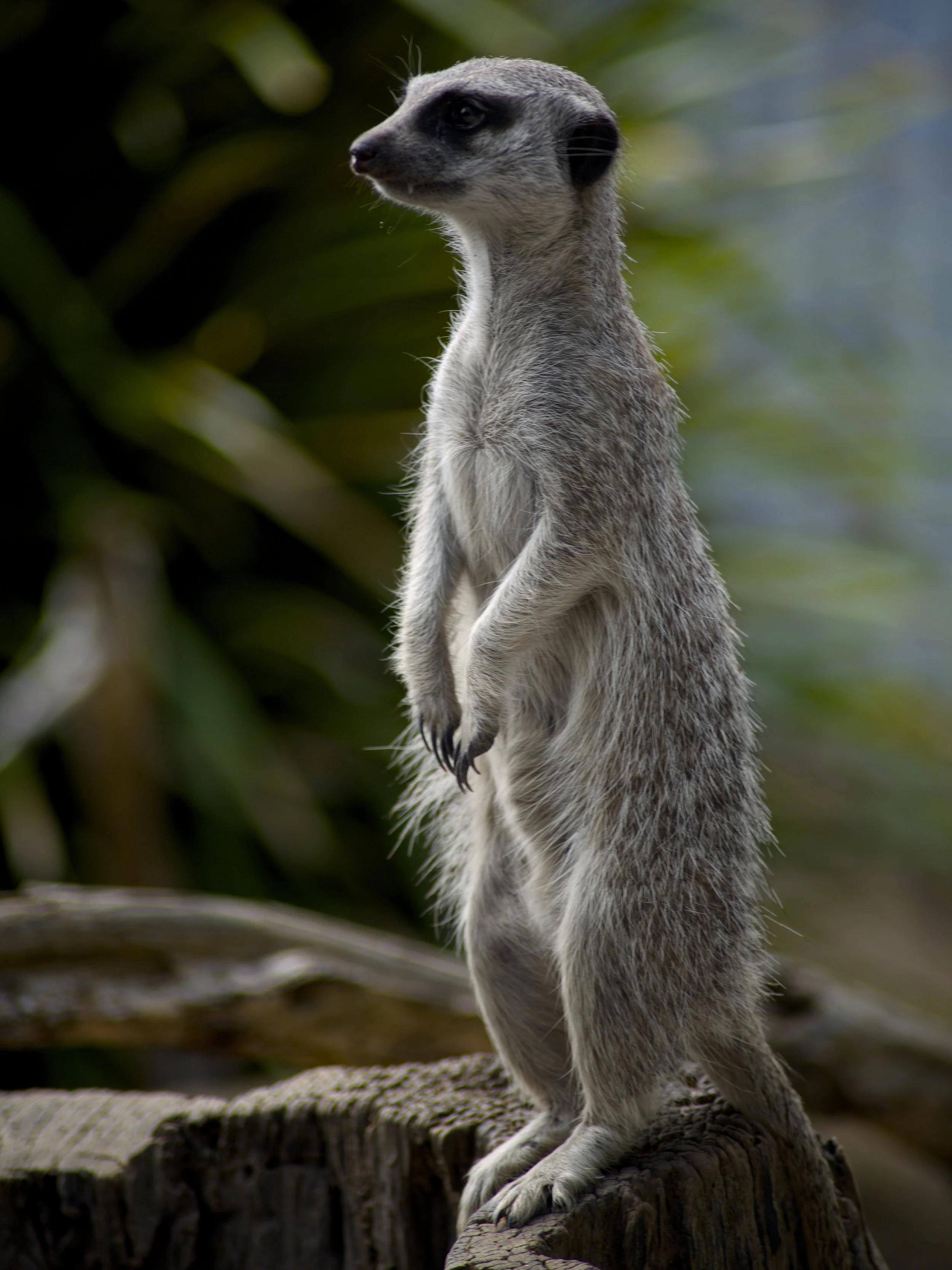 A meerkat standing upright on a tree stump with a blurred natural background.