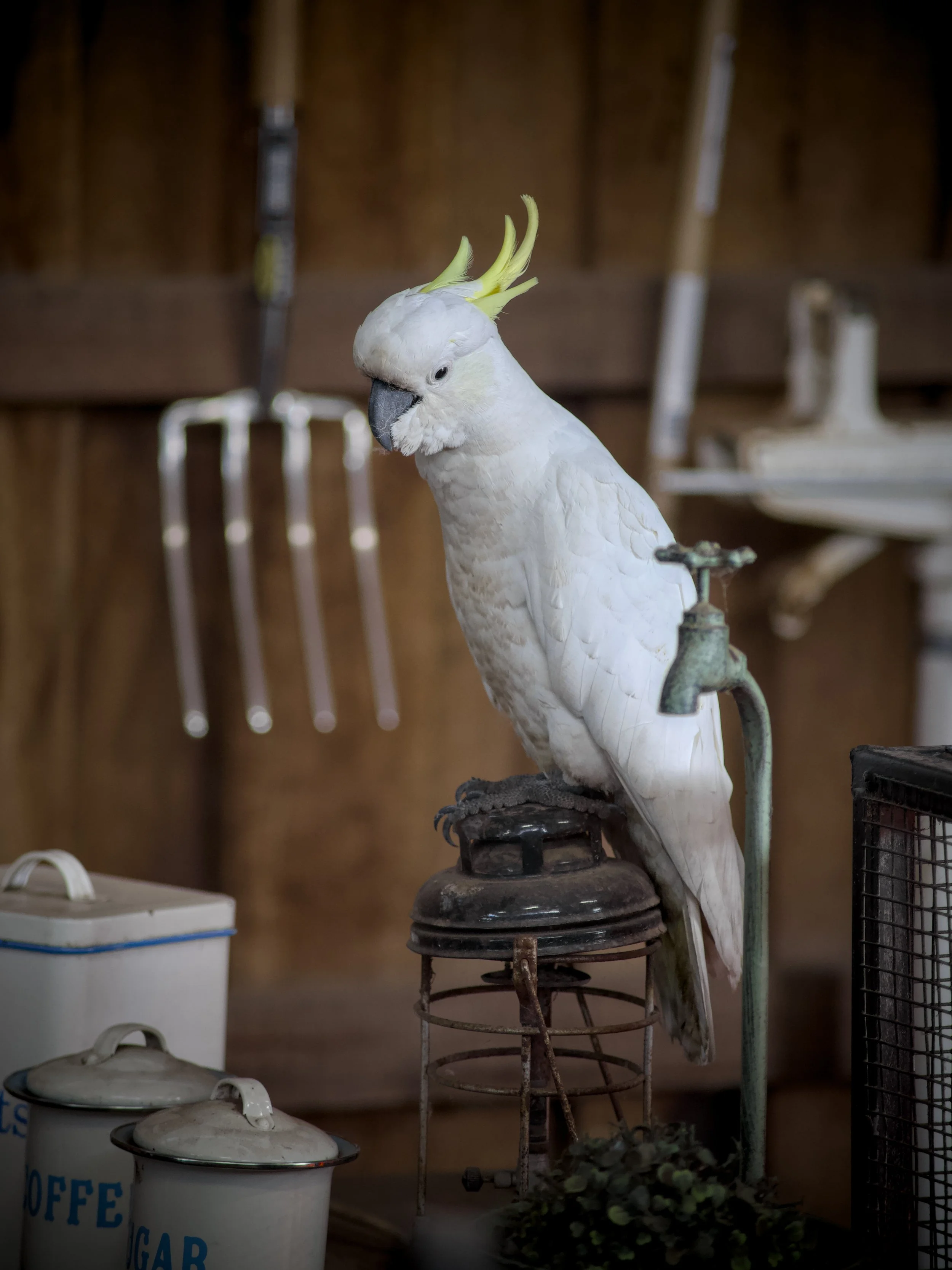 A white cockatoo with yellow crest feathers sitting on a vintage metal stool in a rustic wooden room. Various objects, including white canisters and a wire crate, are visible in the background.