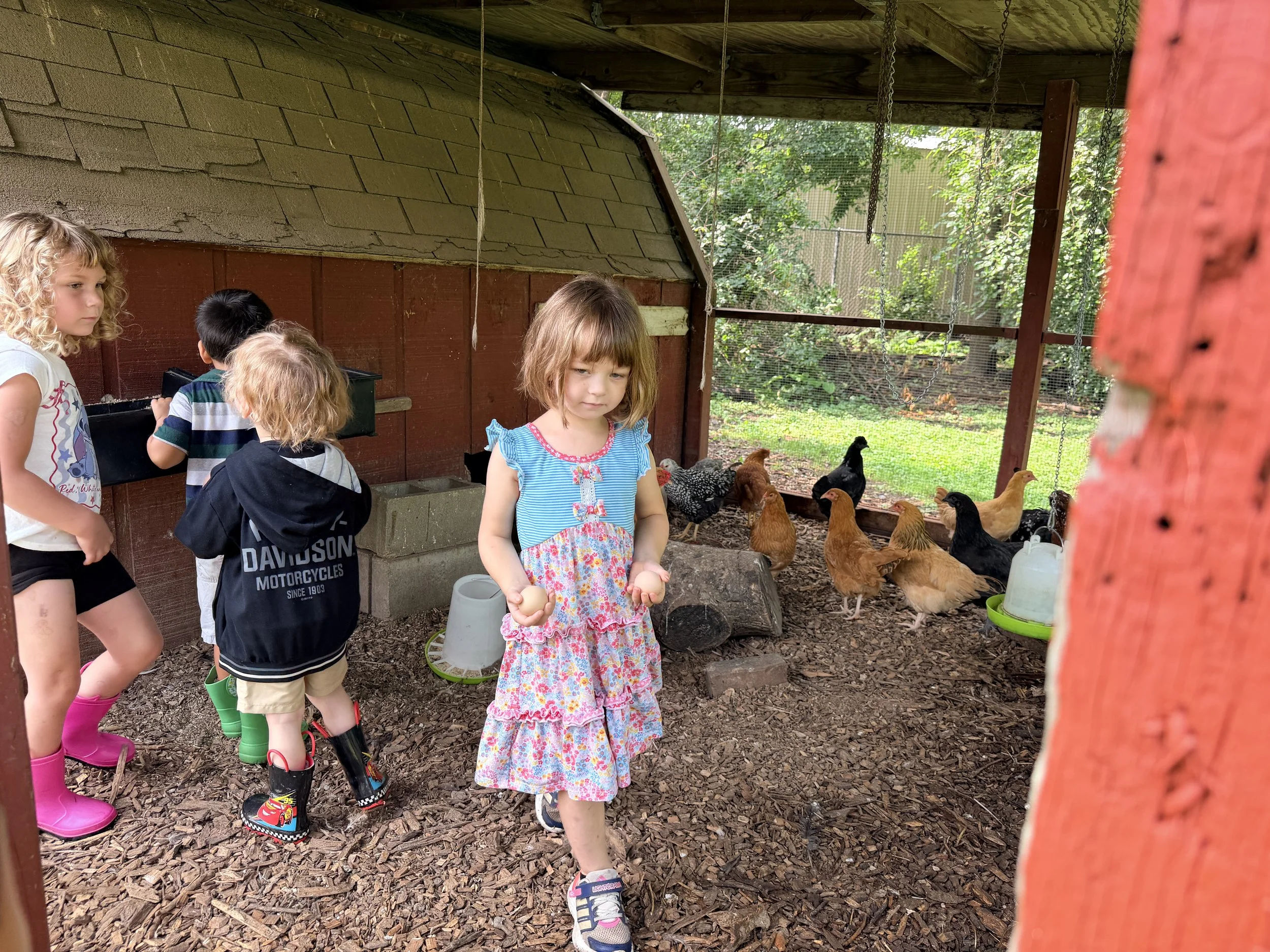 Children standing outside near a chicken coop, with chickens visible in the background.