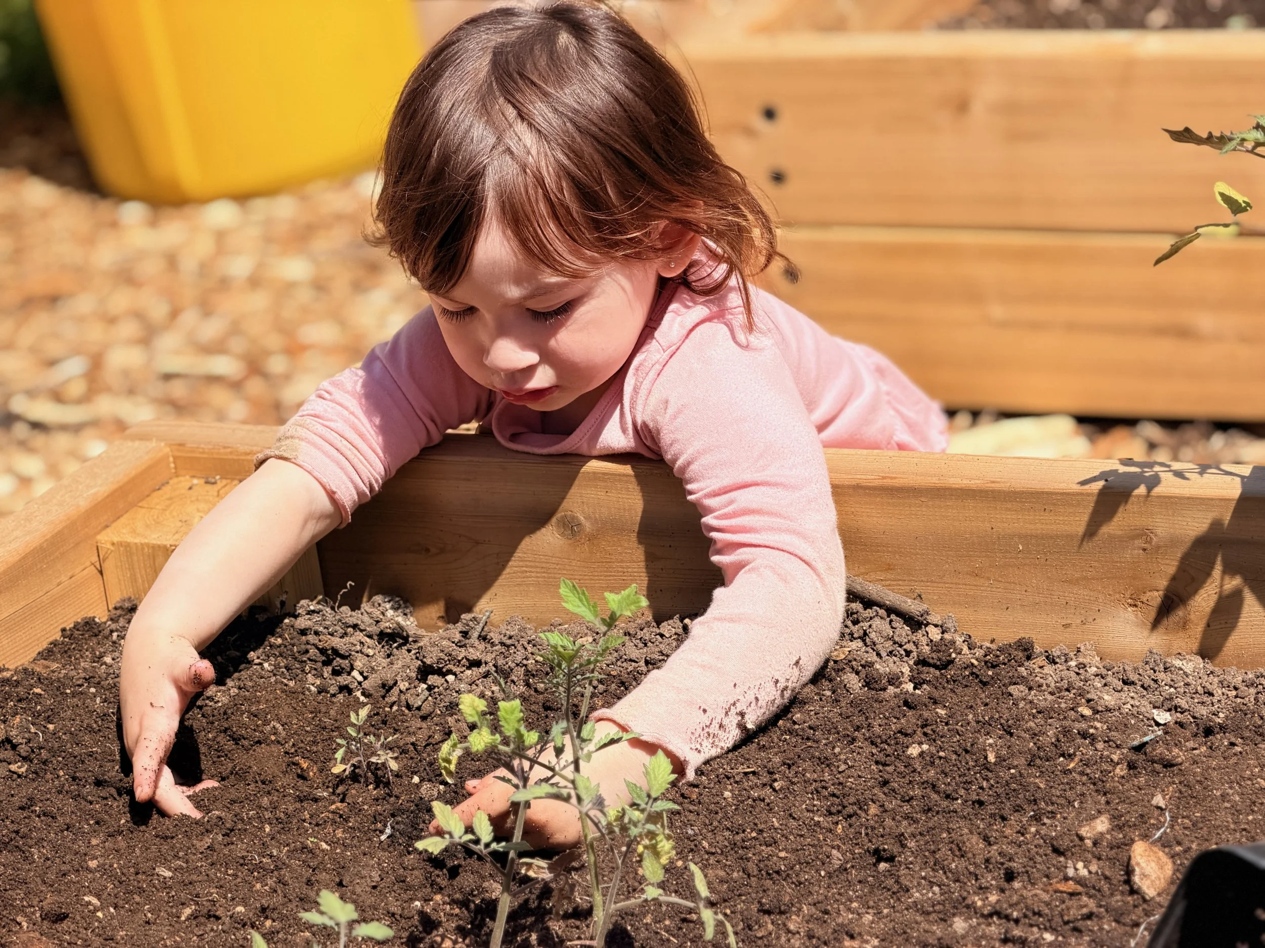 Child planting a small plant in the soil in a garden.